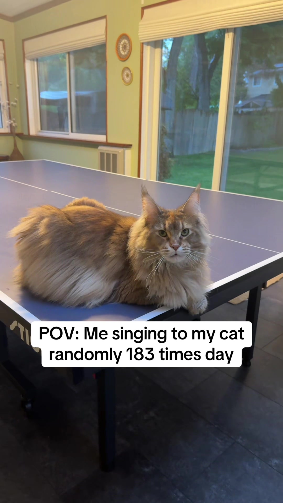 @Theo & Ember 🐈🐈⬛