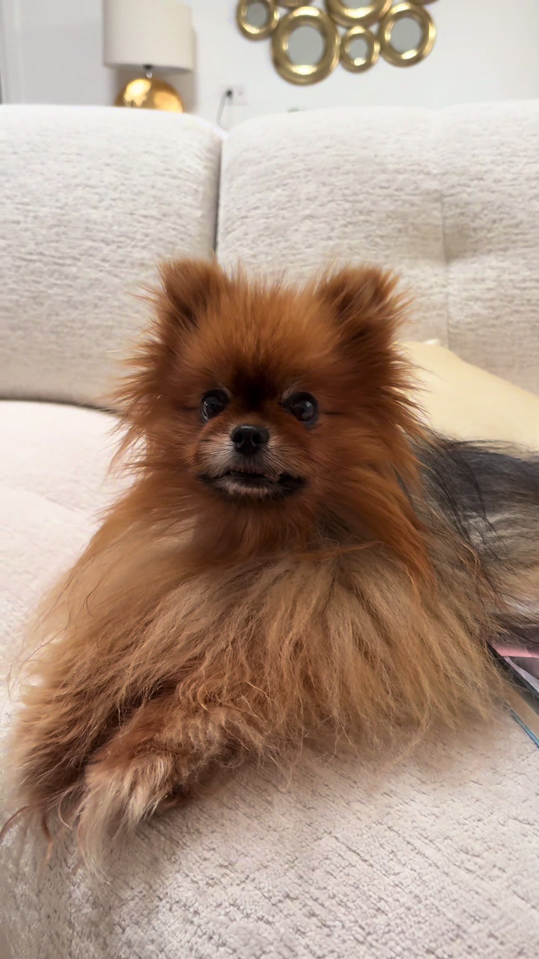 @Flamy Pomerania