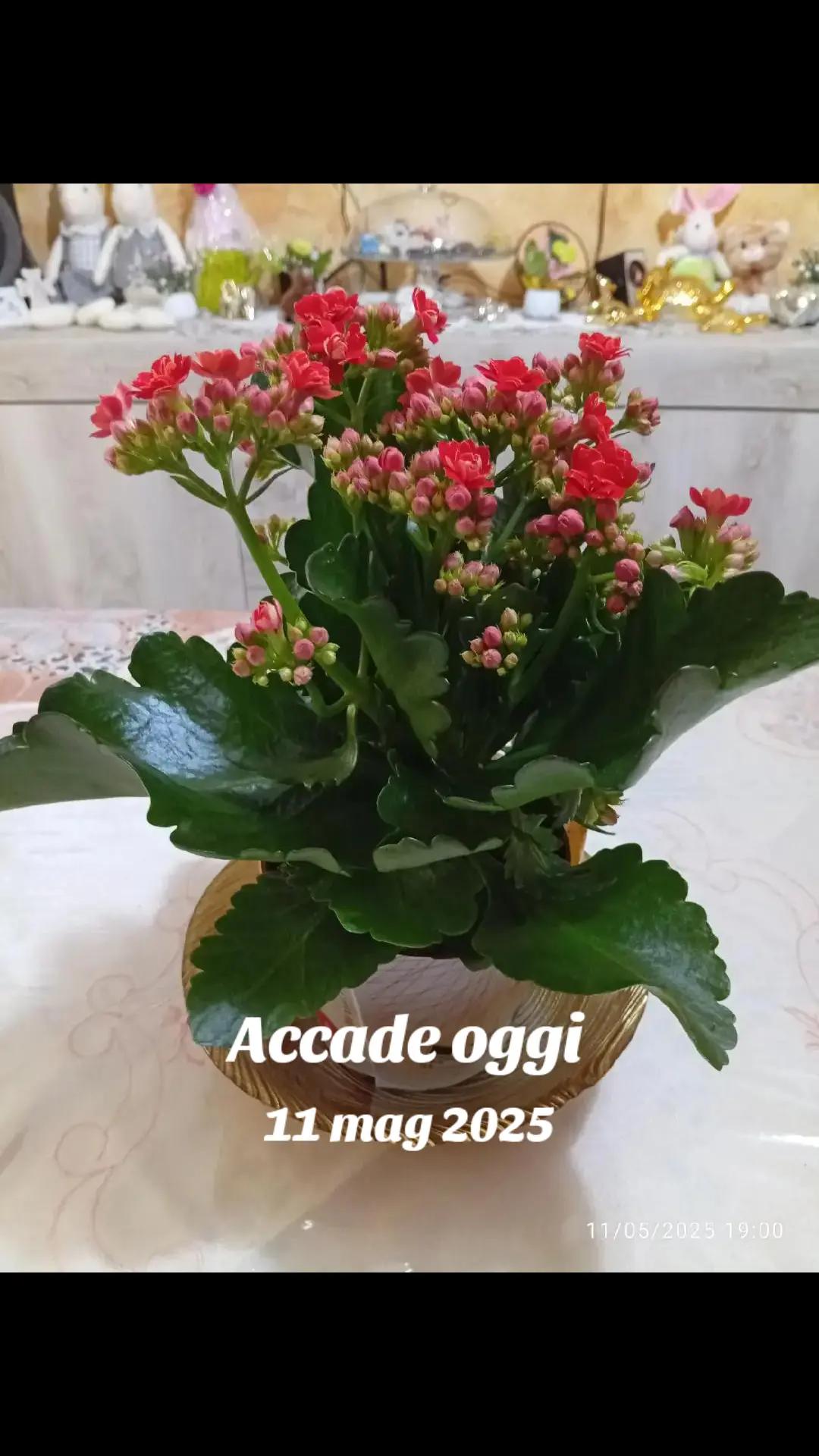 @Antonina  Giardina