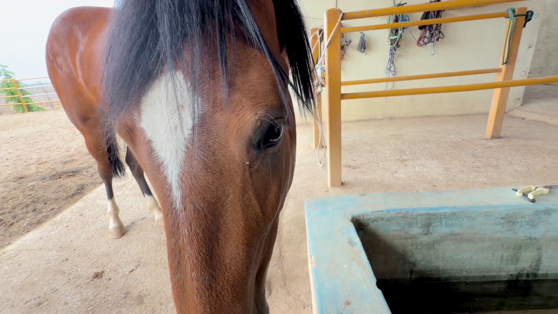 @Caballo loco 77