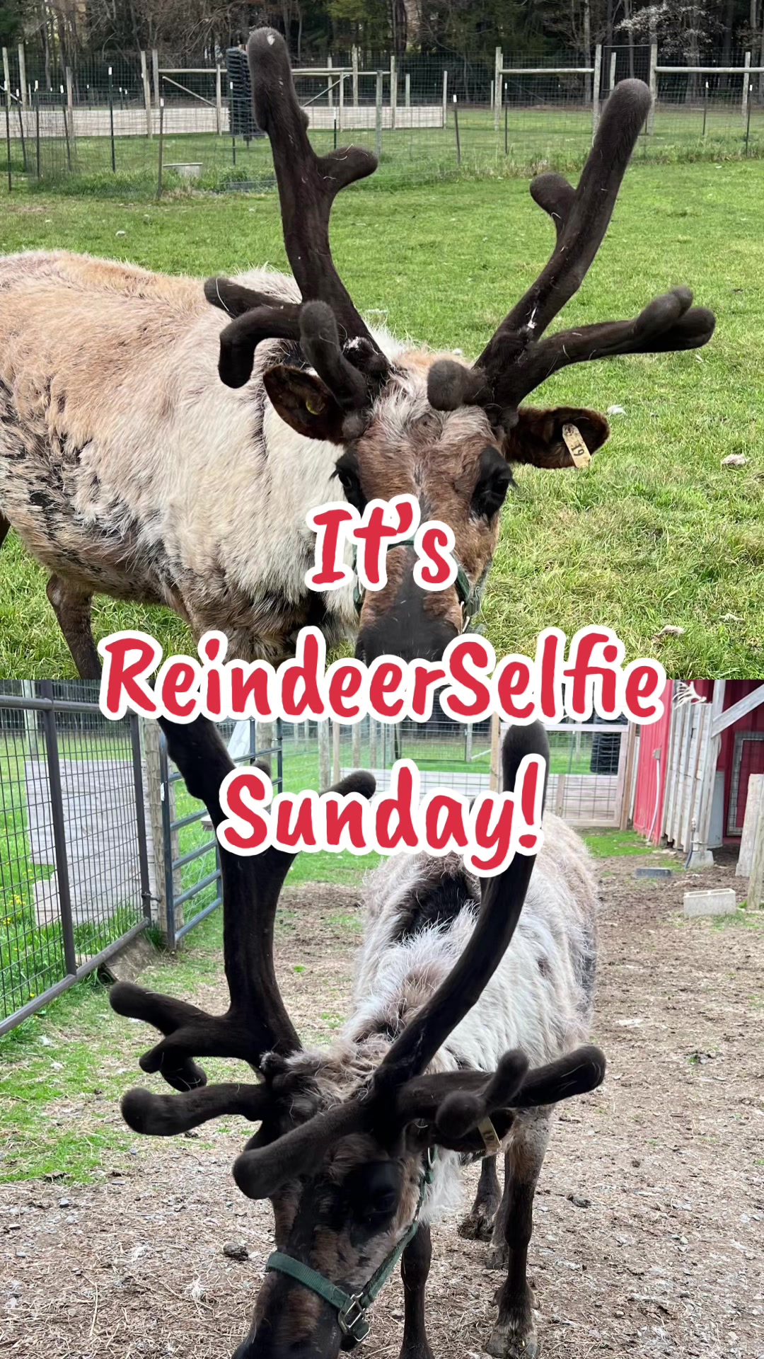 @ReindeerMagicLady