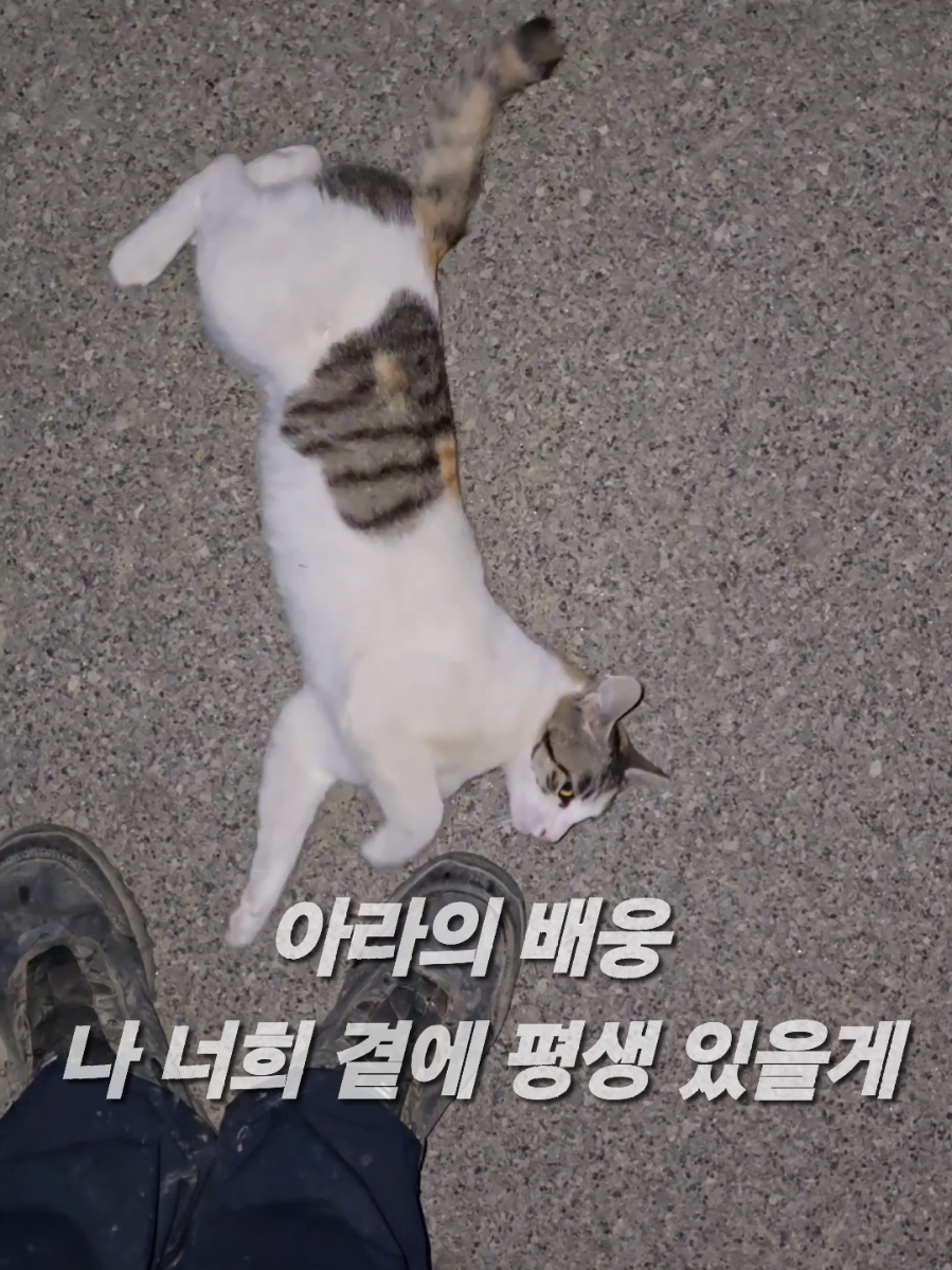 @유튜브 윤파머 납작복숭아