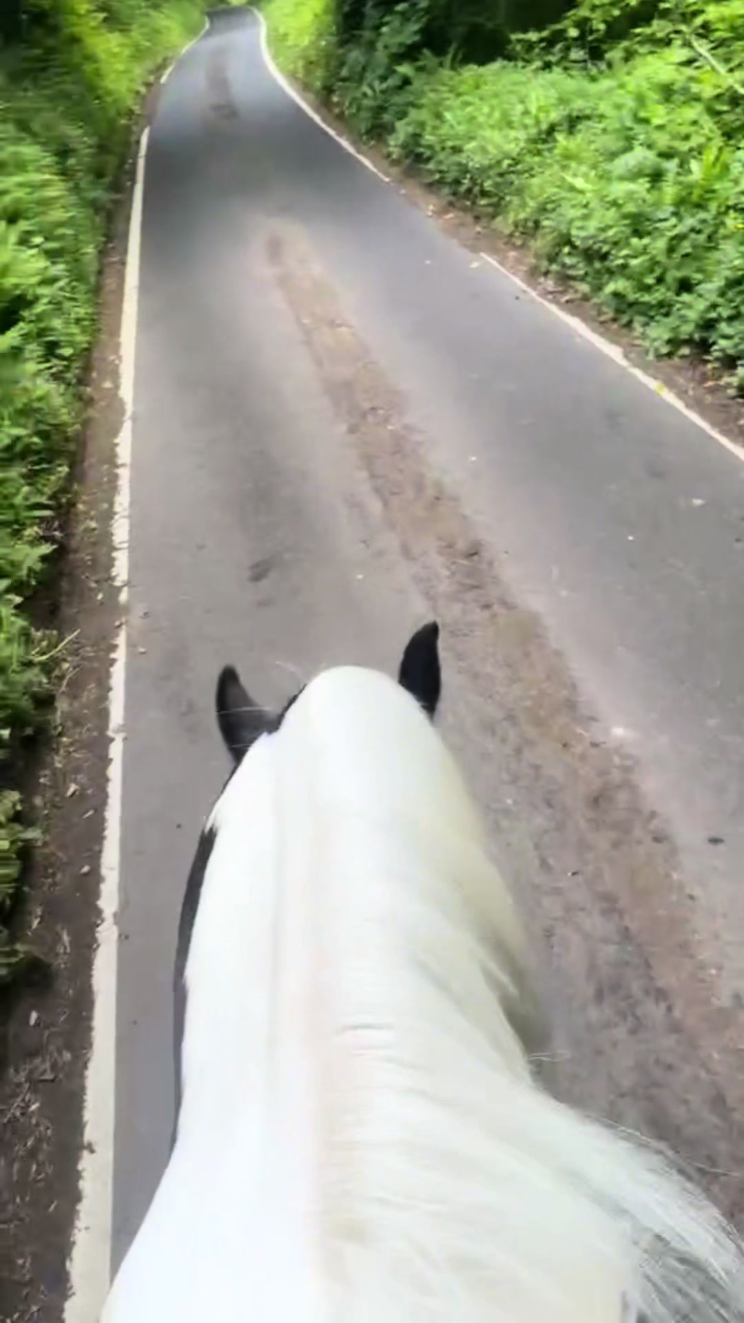@poppy🐴 🇬🇧