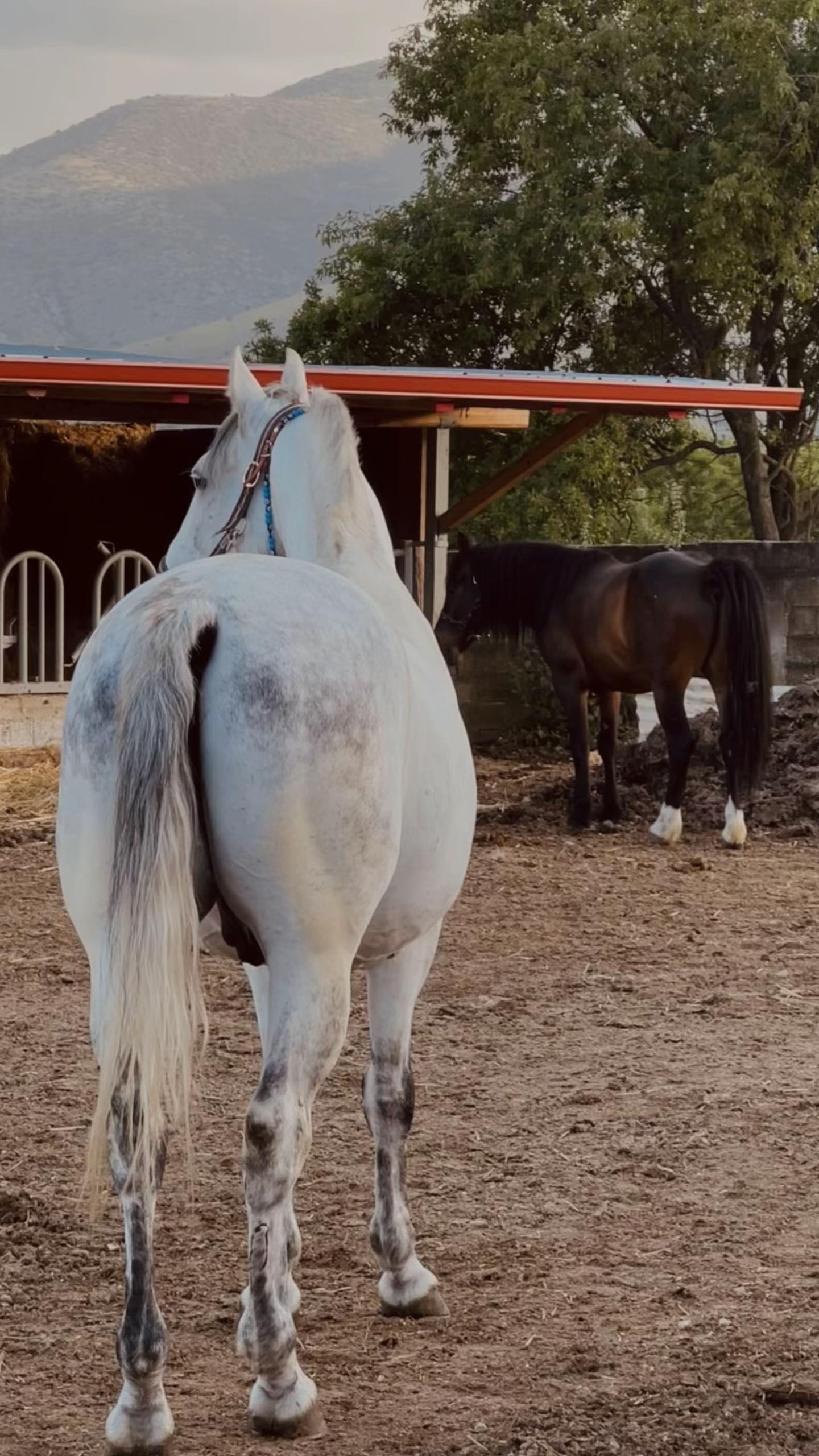 @Tatsiou🐎