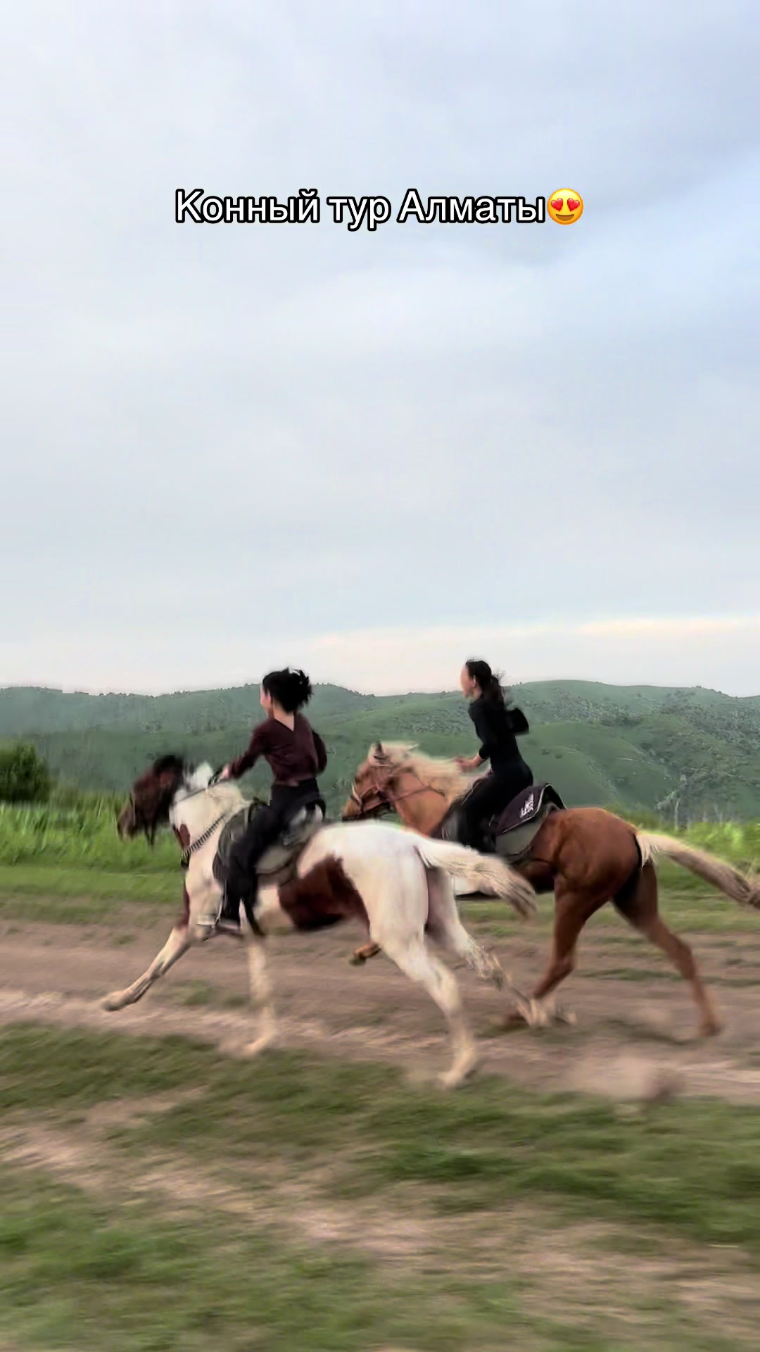@tulpar_horses