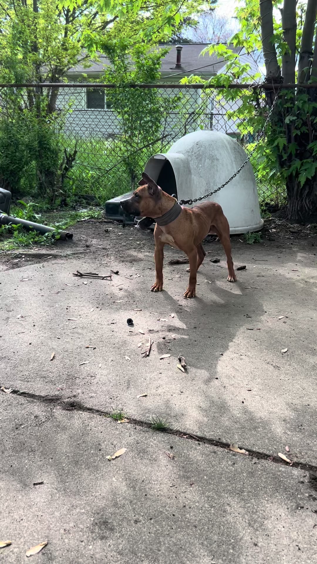 @themreal_hounds