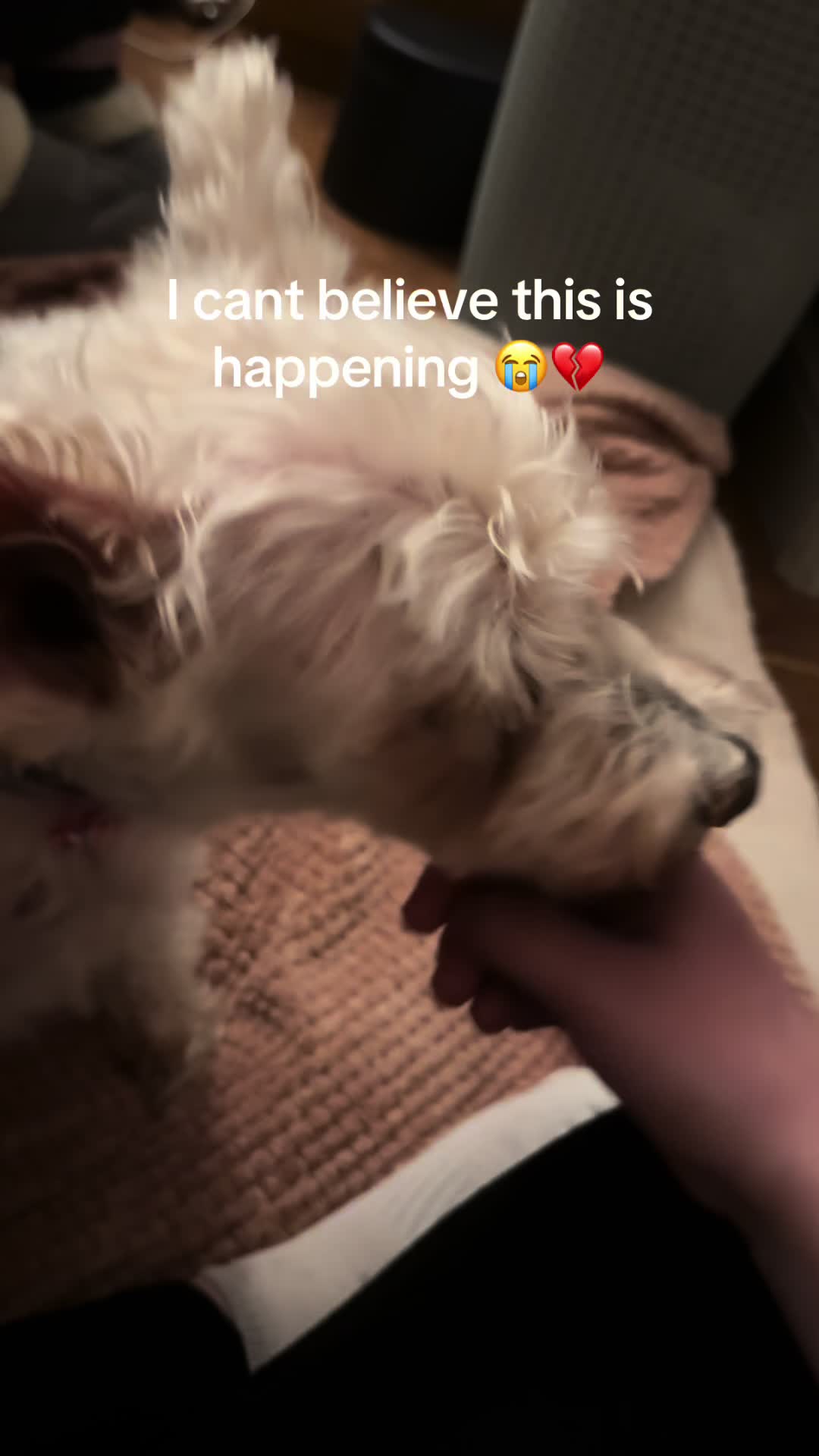 @SHERRALEE|PETLOSS|MENTALHEALTH