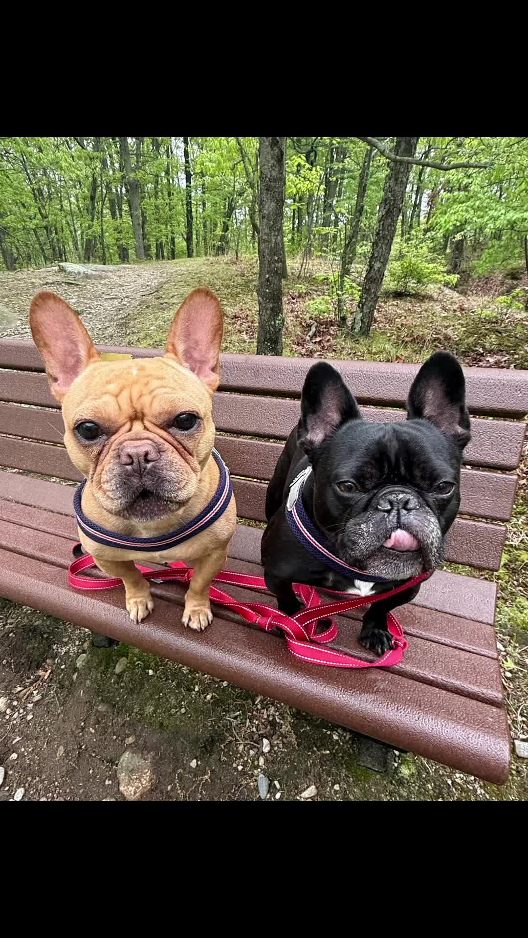 @PawsOnTrailsCT