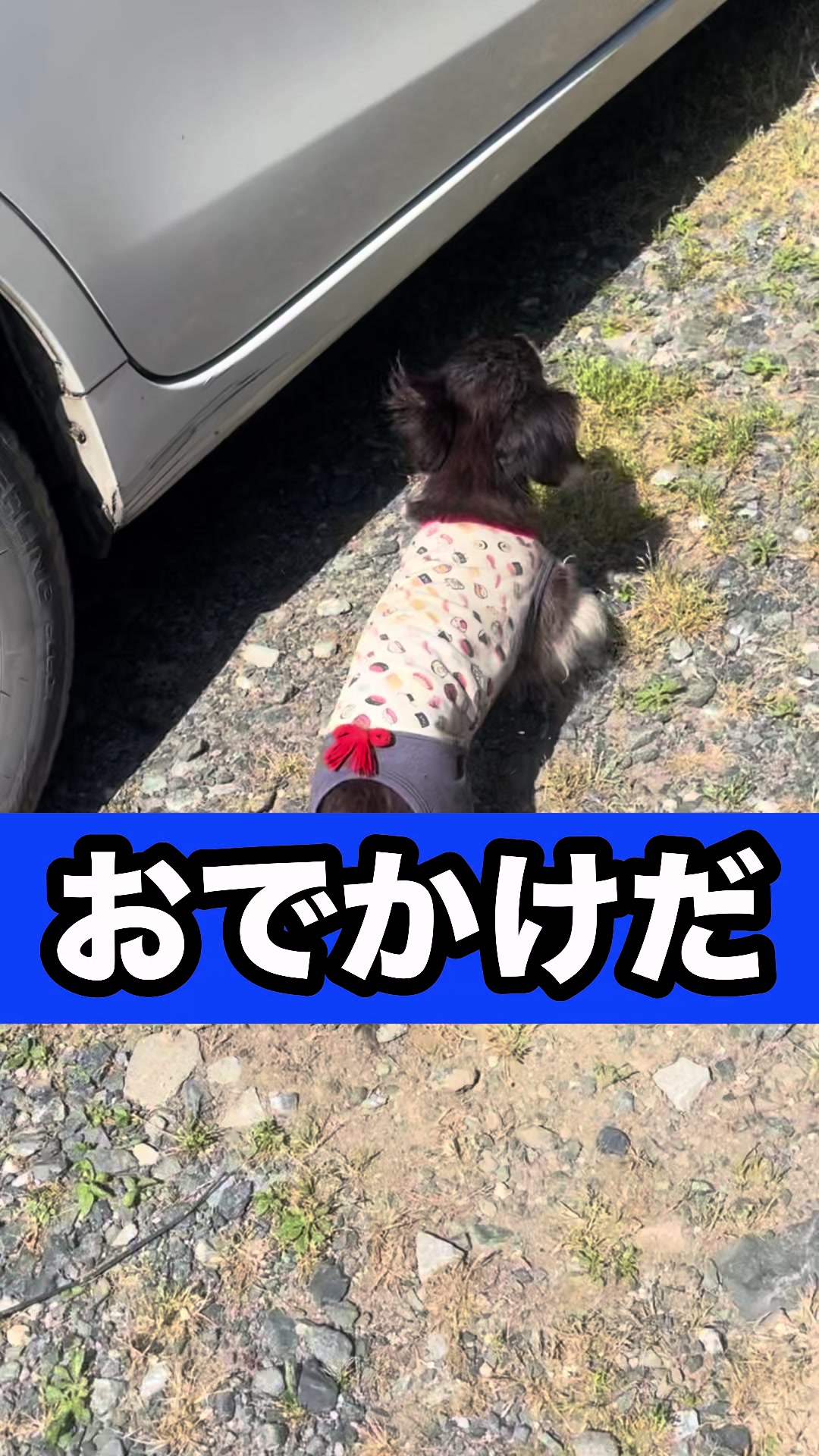 @藤原 政宗　動物好き❤️飛行機好き❤️