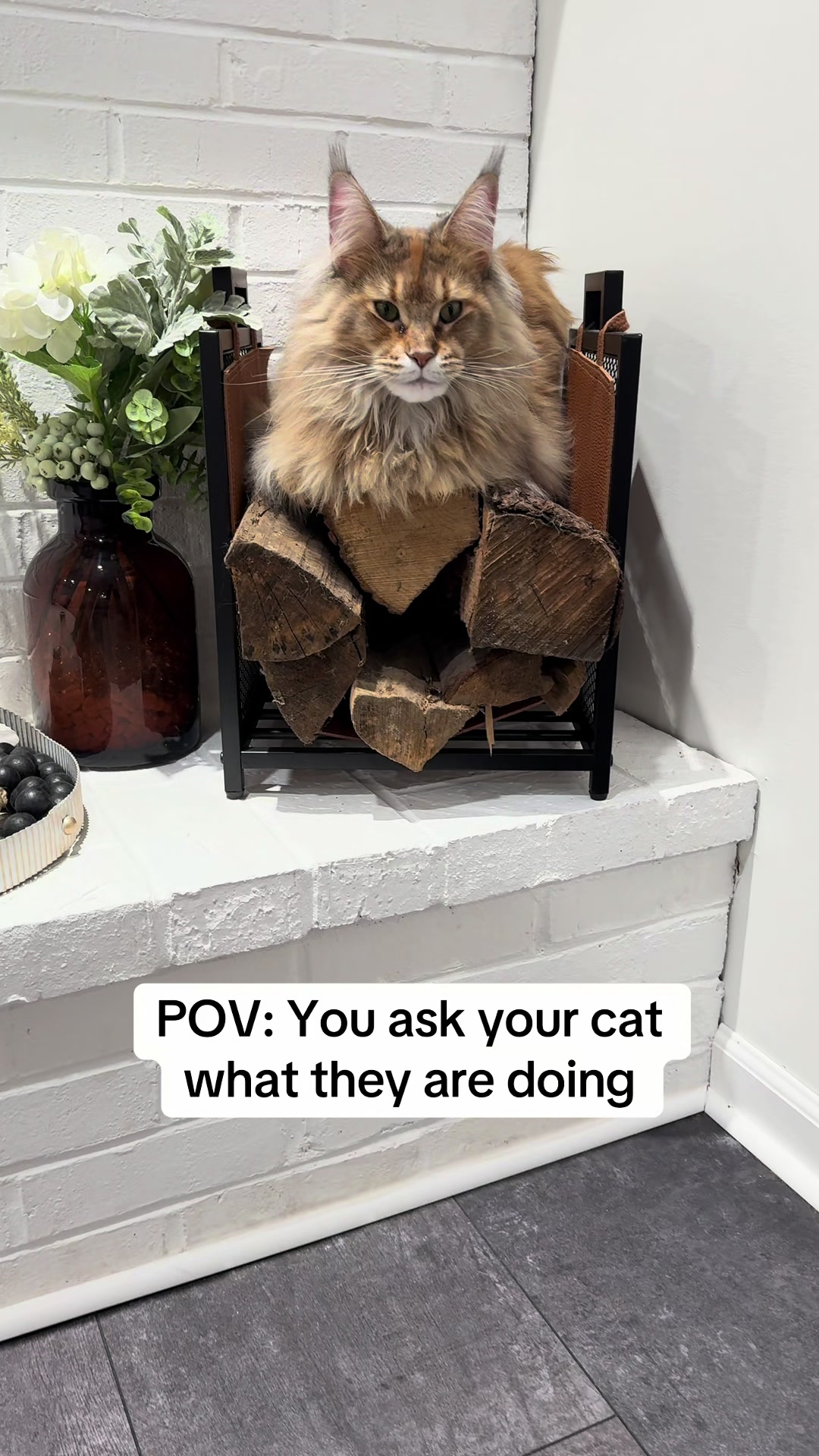 @Theo & Ember 🐈🐈⬛