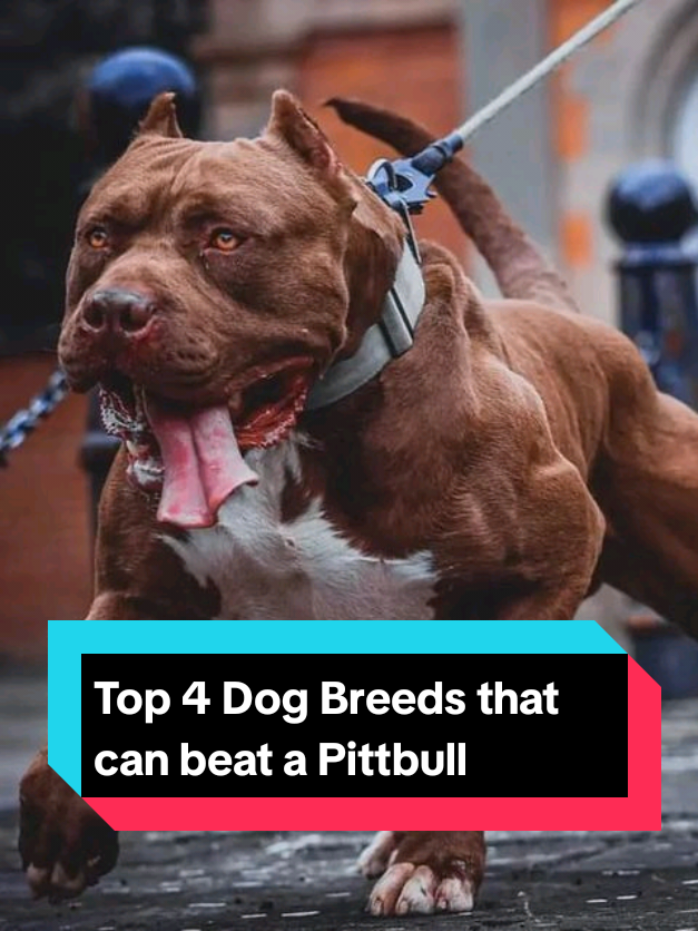 @Richy Beast