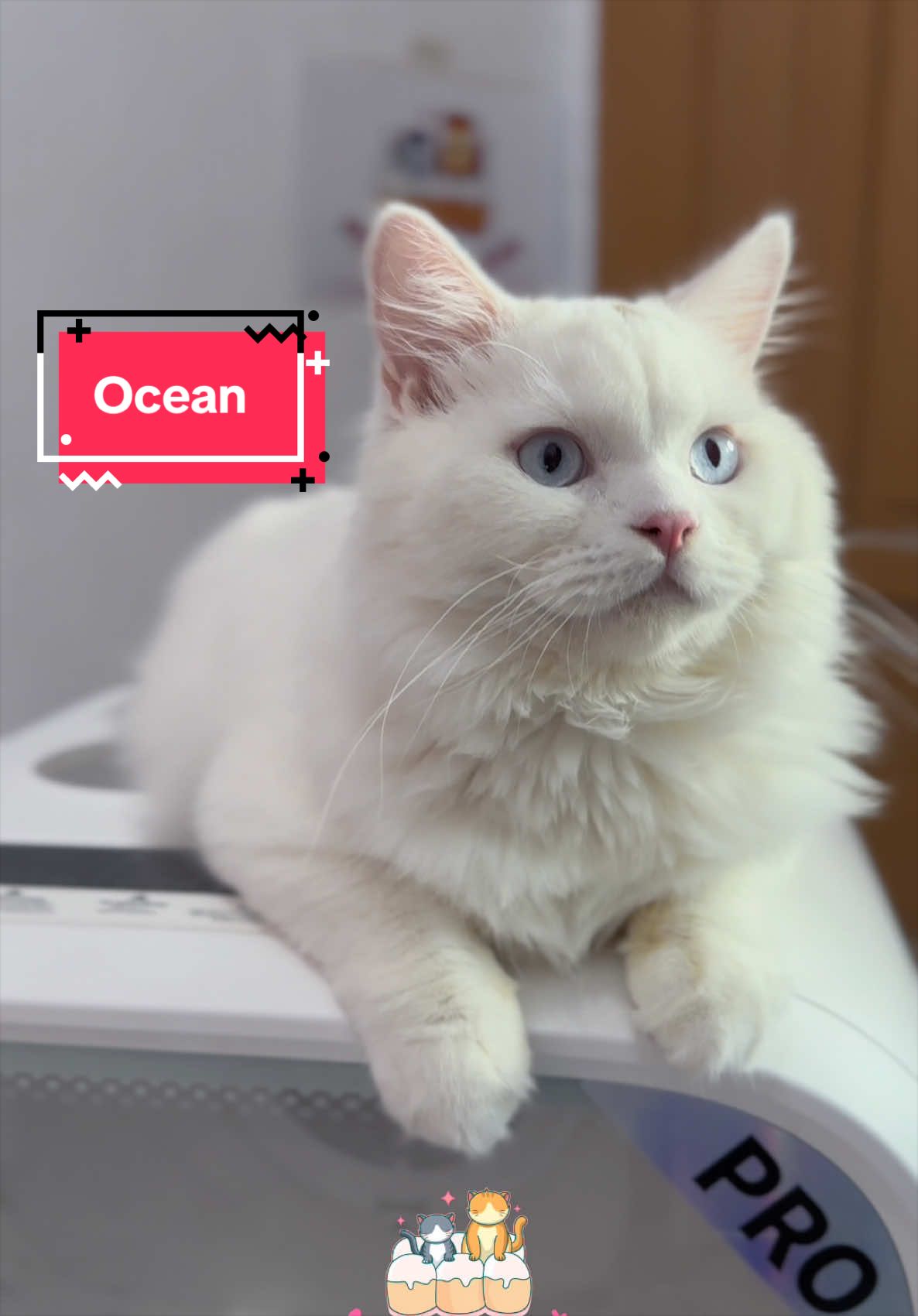 @milky bun cat