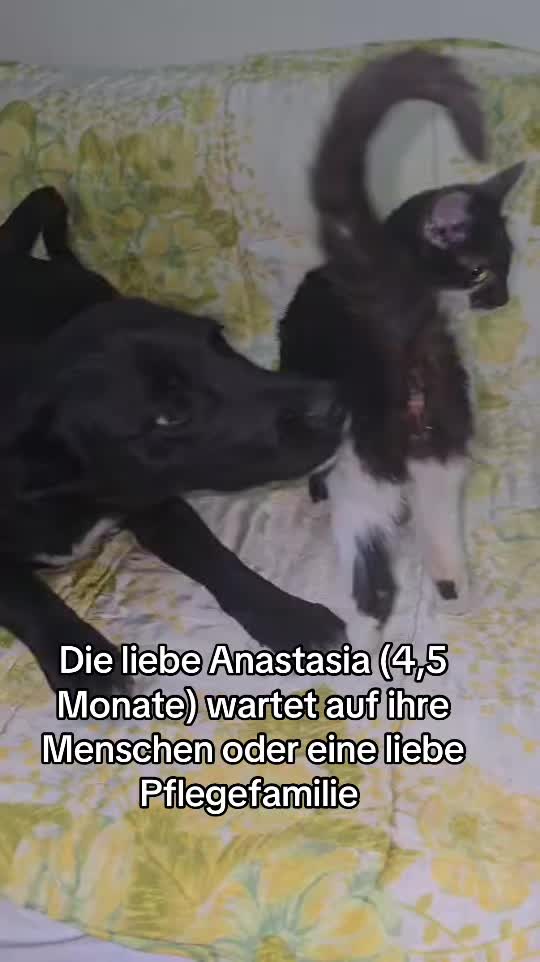 @Ankerhunde e.V.