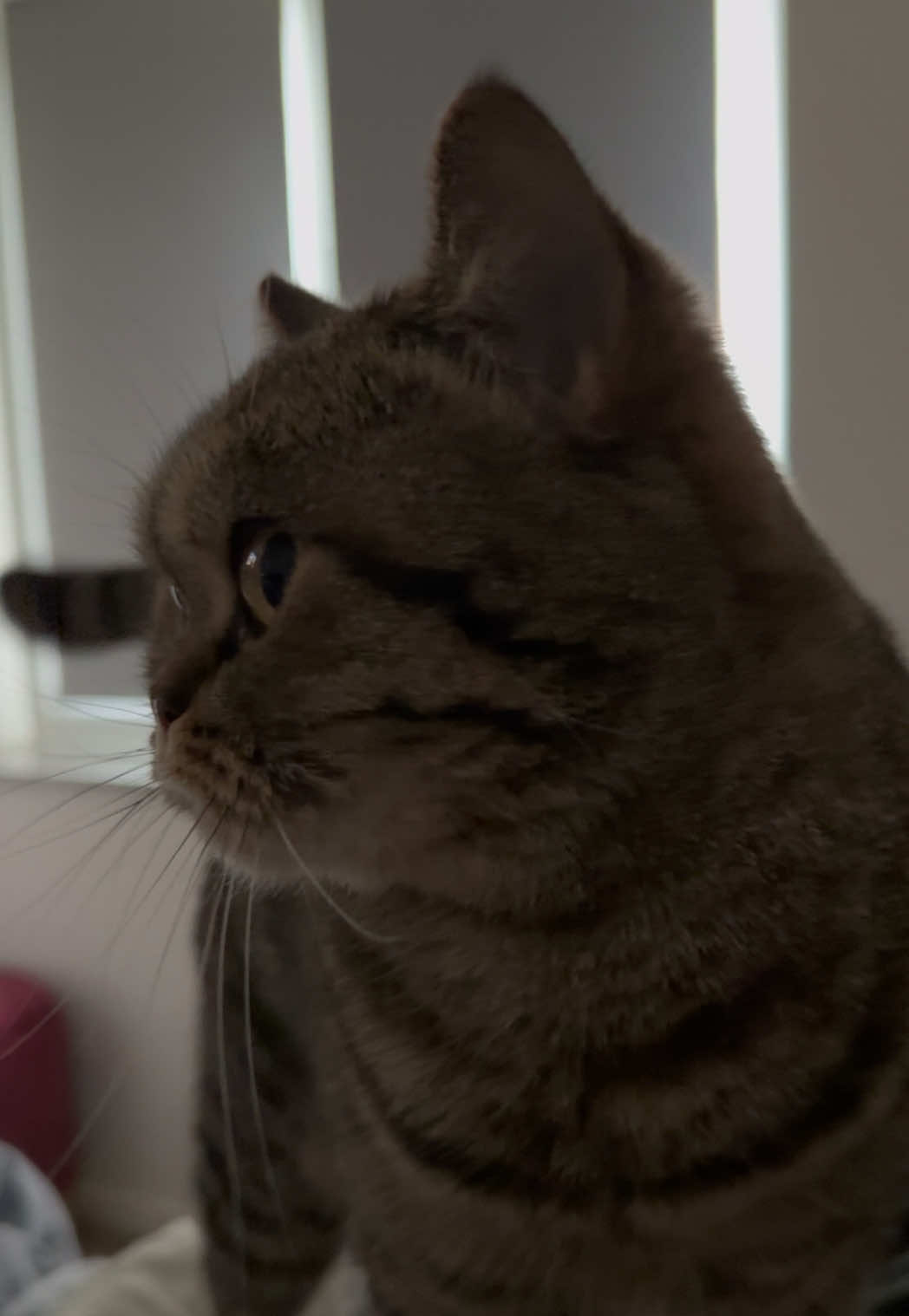 @Sonja_Kitty-Cat