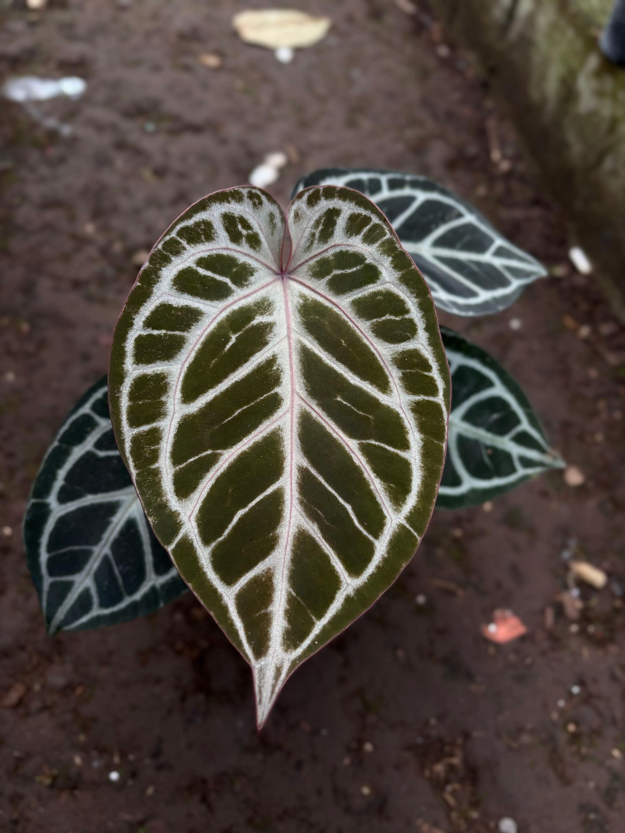 @Wildan Plantshop