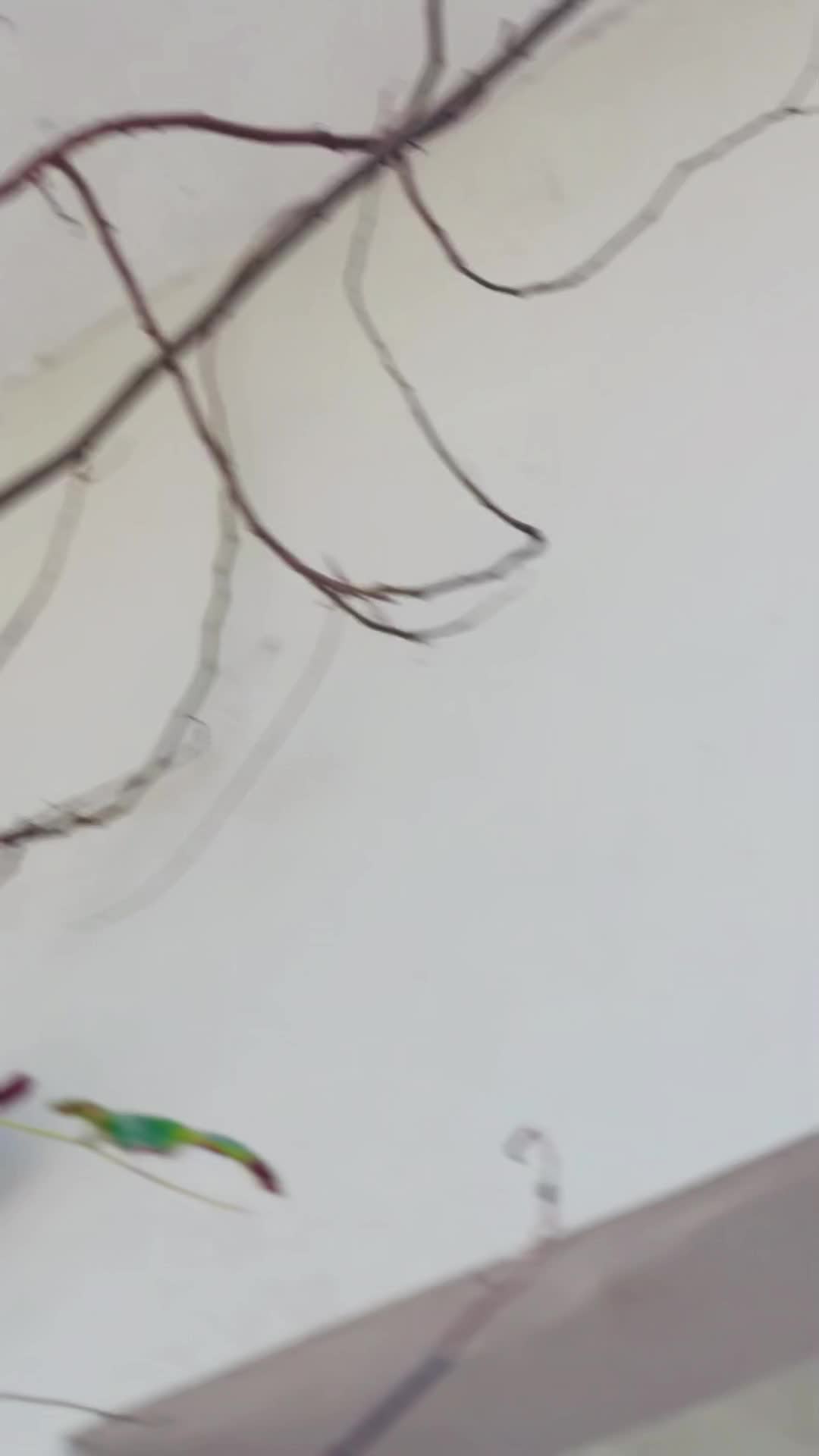 @♛𝐔𝐙𝐀𝐈𝐑⛧𝐍𝐈𝐀𝐙𝐈♛