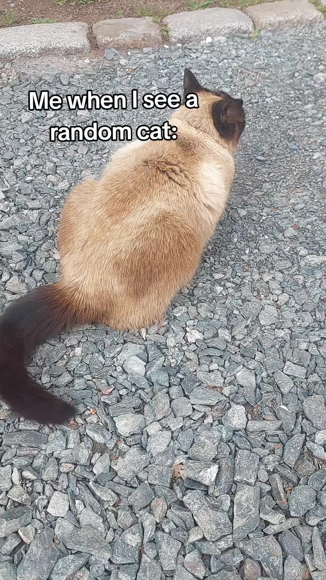 @ᡣ𐭩Aranyaᡣ𐭩