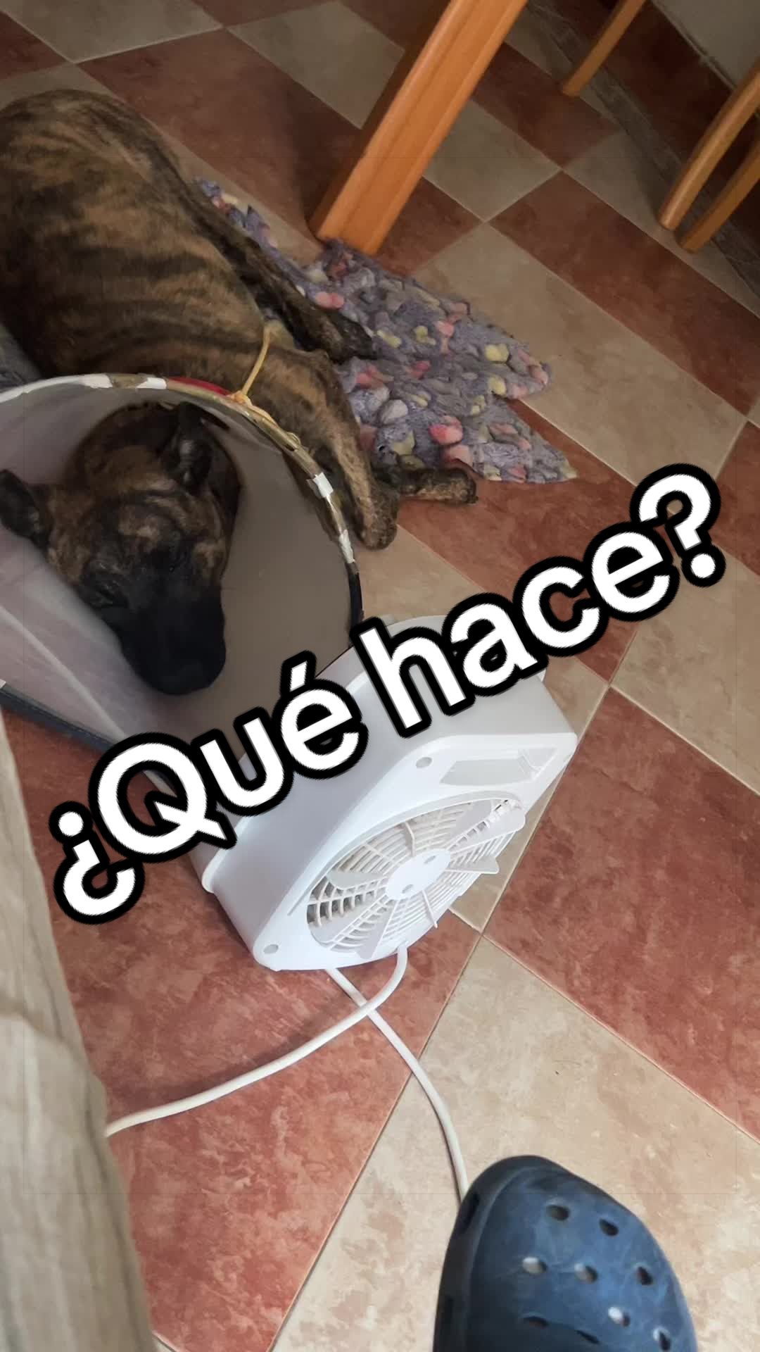 @adican_adiestradorcanino