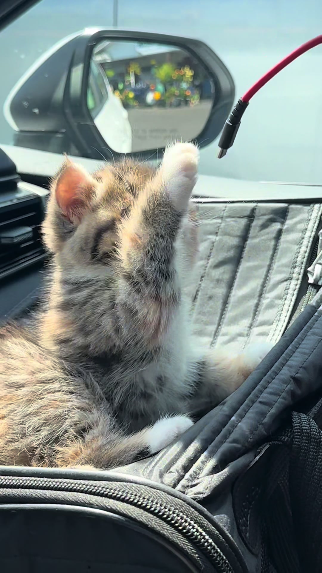 @KittyAmourCattery