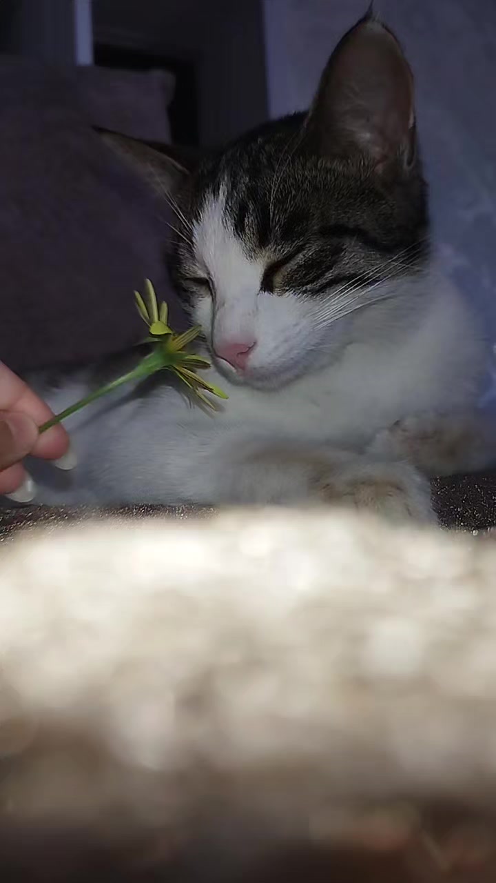 @🐾