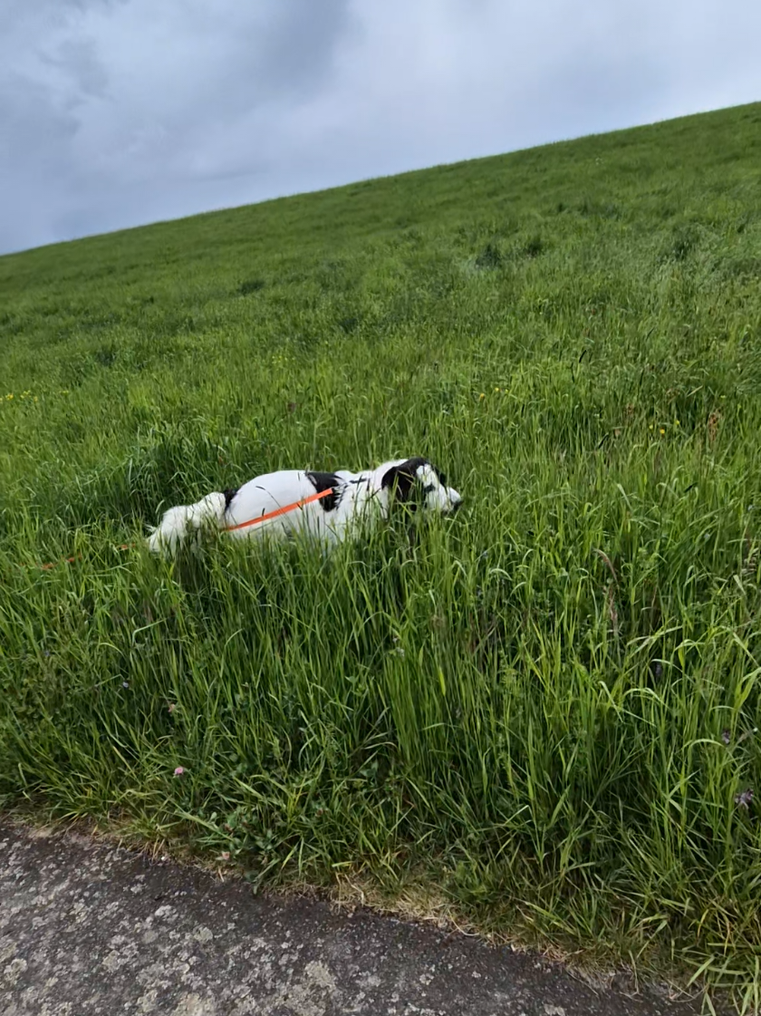 @Vino 🐶