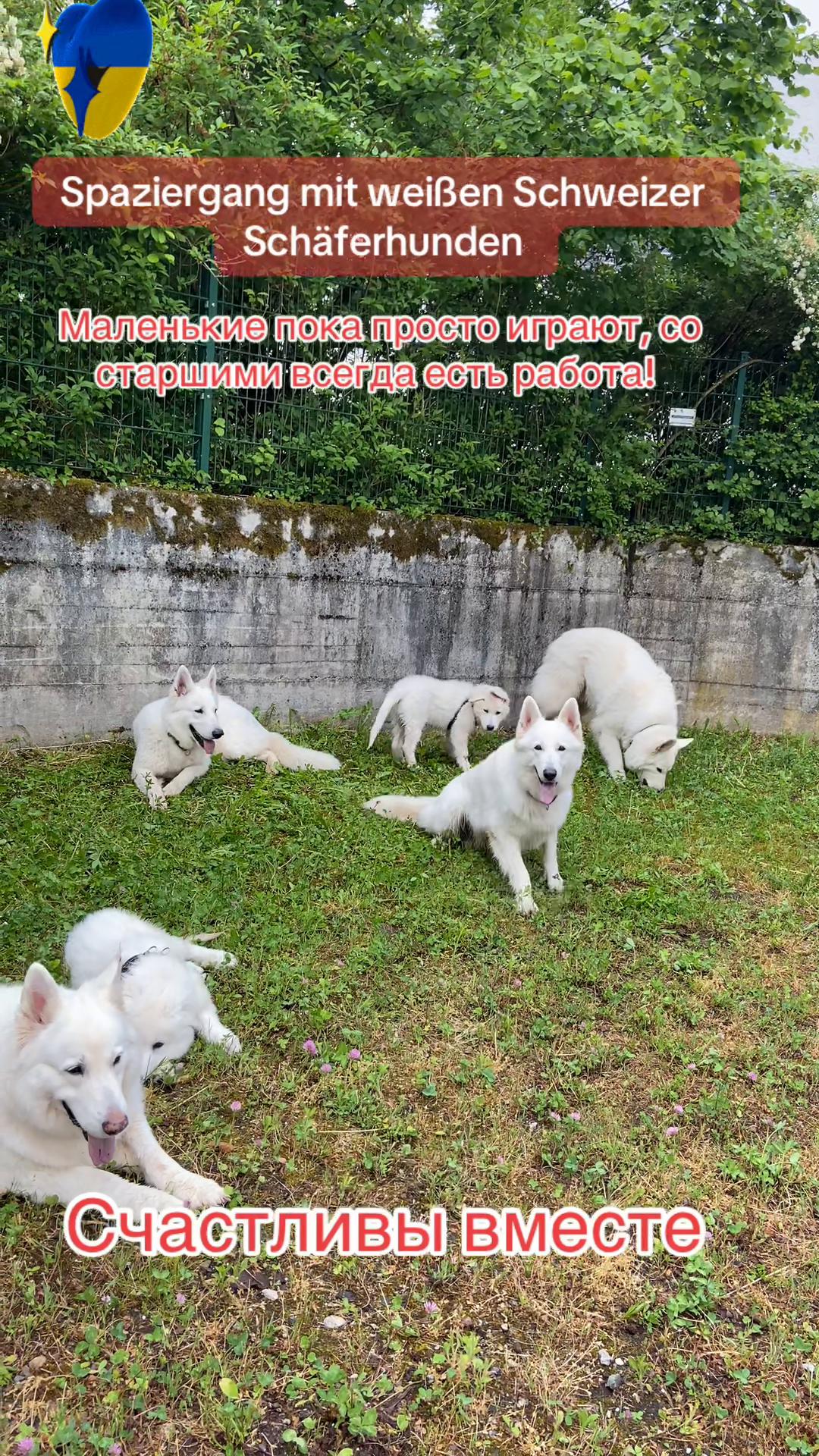 @white_ange_dog