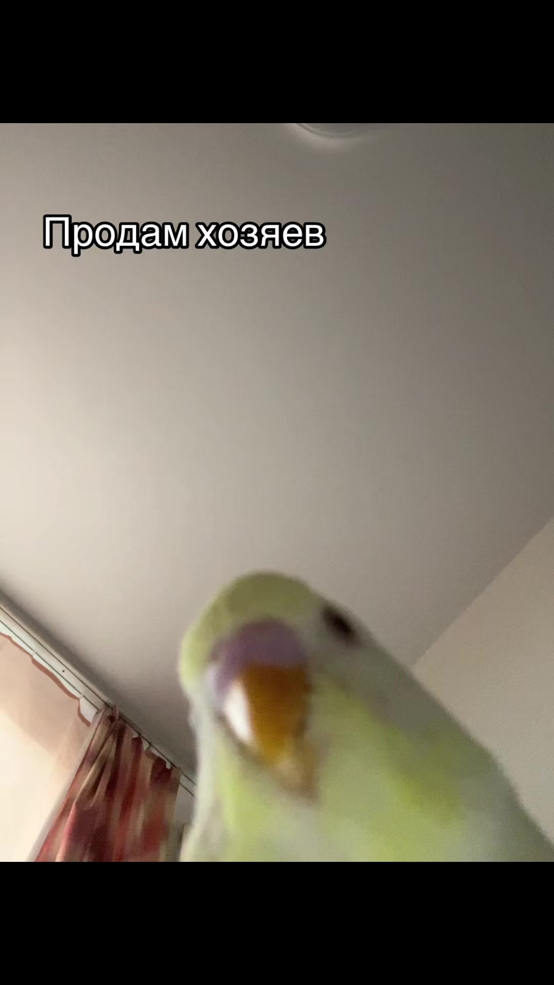 @ksu.kondr
