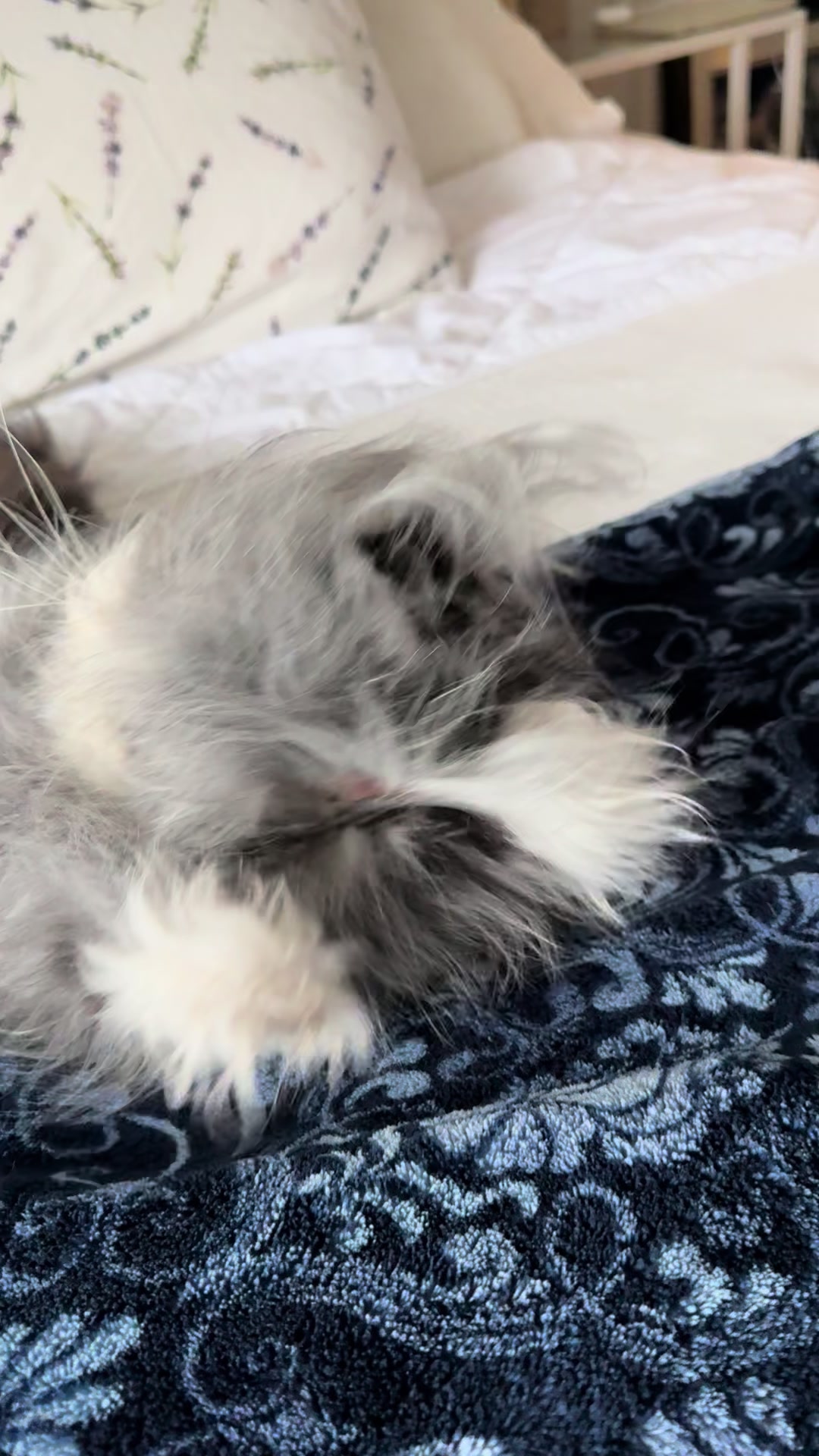 @atchoumthecat