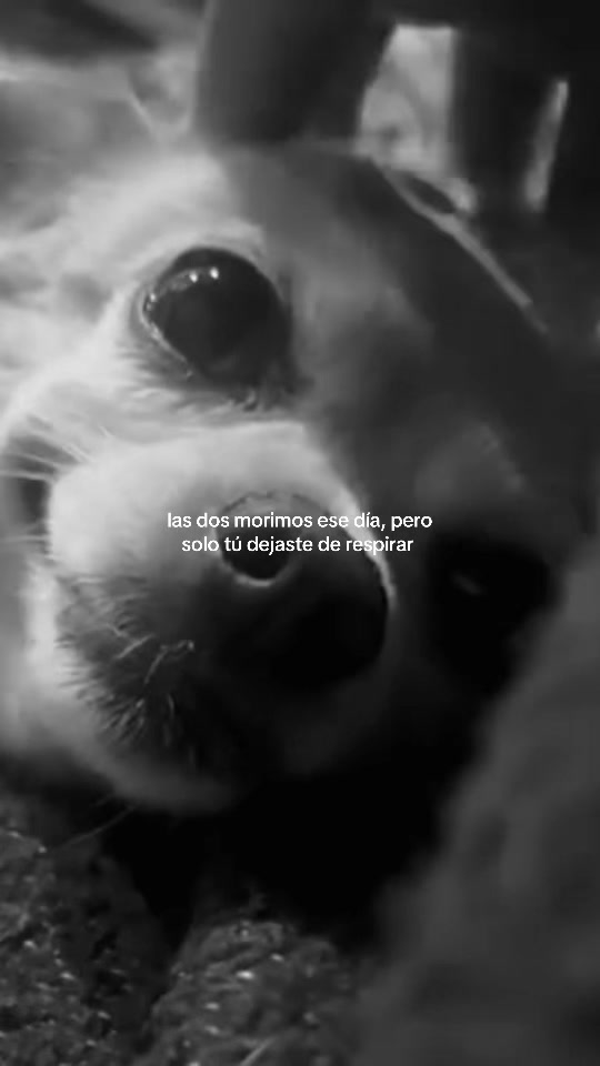 @giselaalayon_