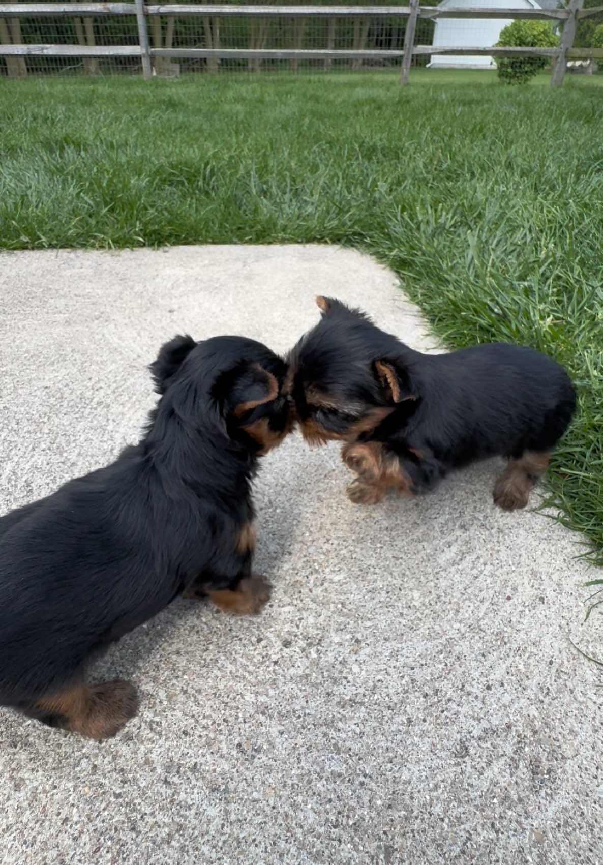@Kimbrays Yorkies