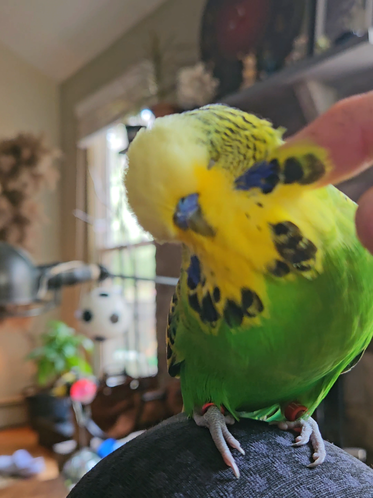 @Run Slow-Mo Charlie🦜