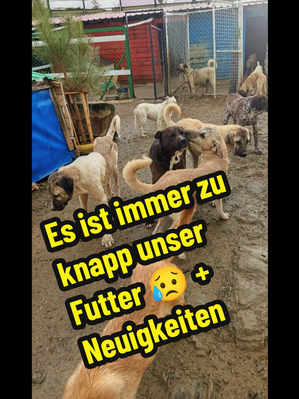 @Tierheim Candostlari