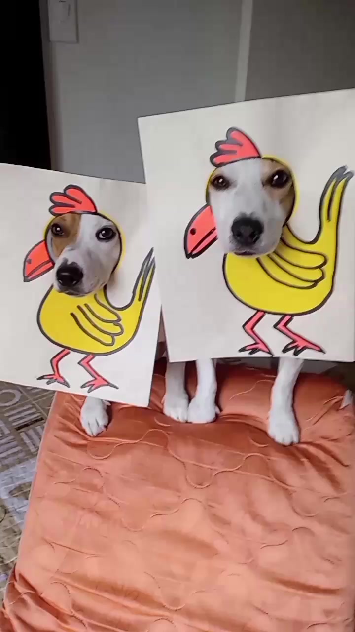 @BRUNO Y MAILO JACKRUSSEL