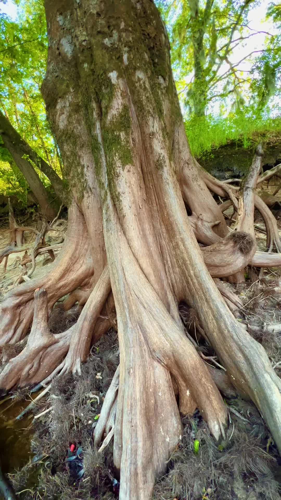 @🌳 🛶 🐊  SHARI 🥾🏔️