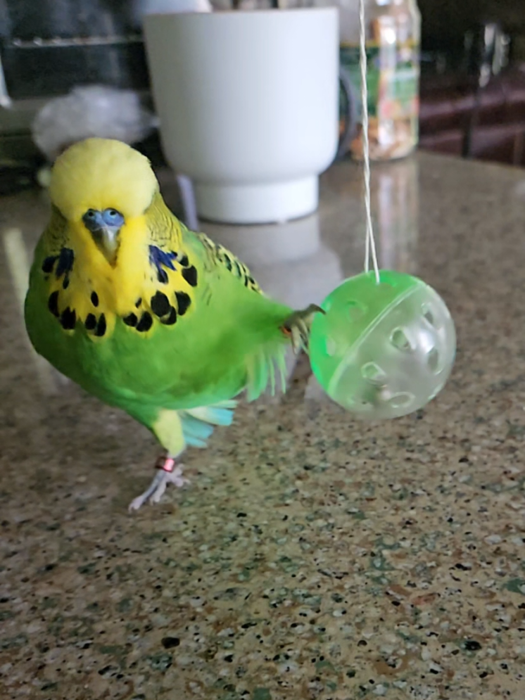 @Run Slow-Mo Charlie🦜