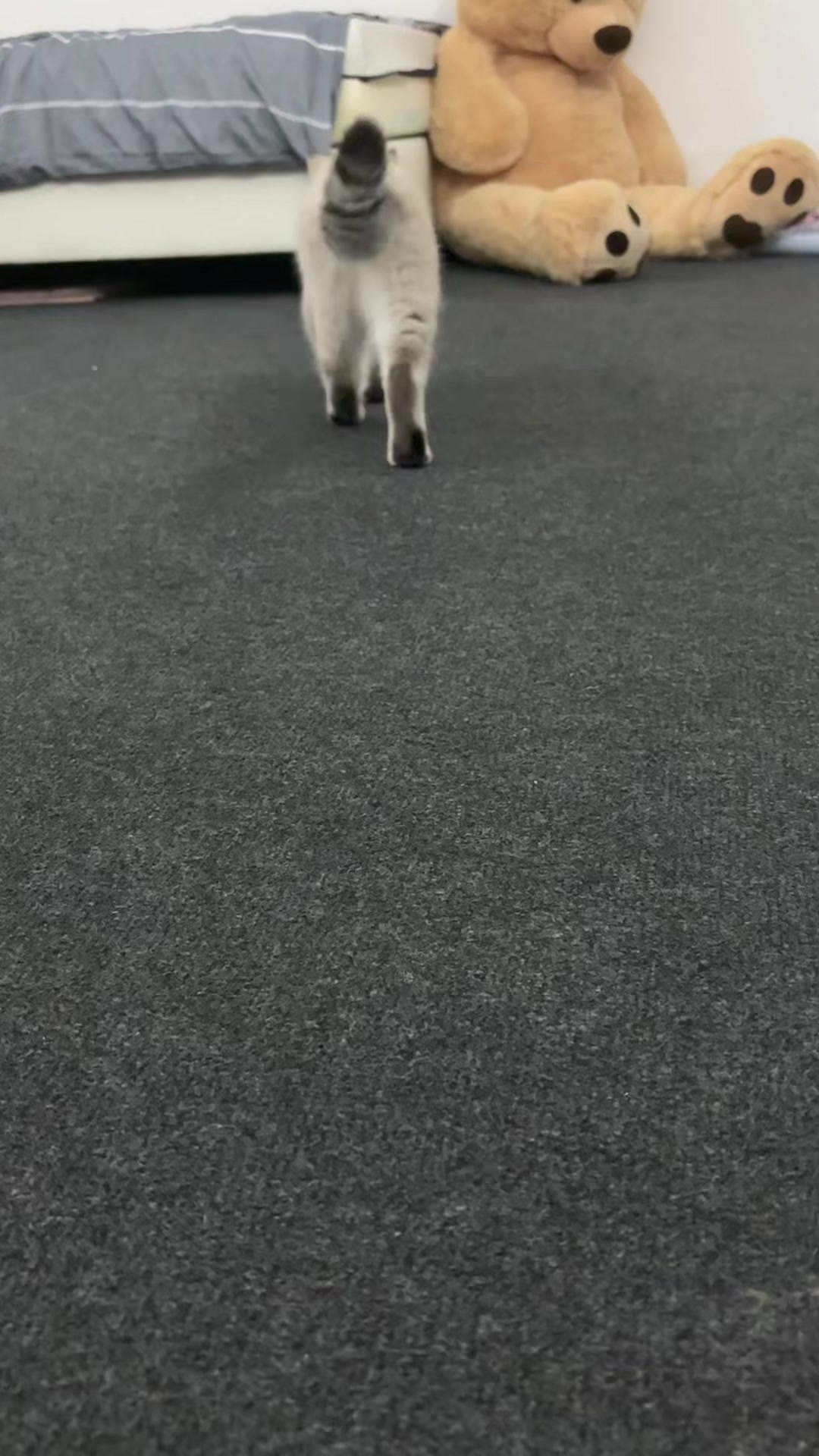 @😽