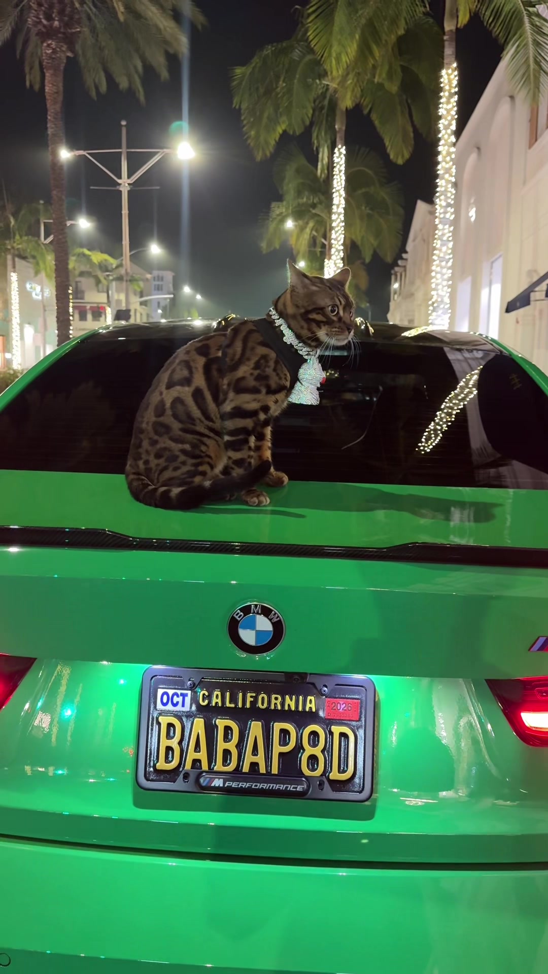 @Bengal Cats