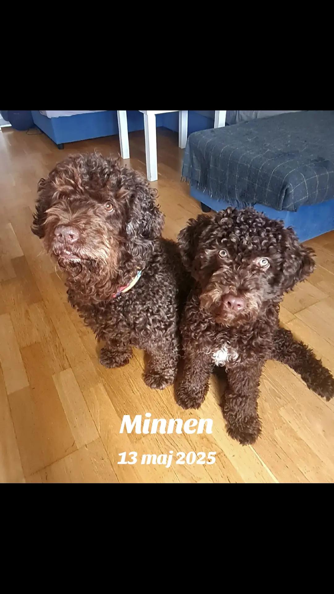 @🐾✨️mhdogs✨️🐾🇸🇪