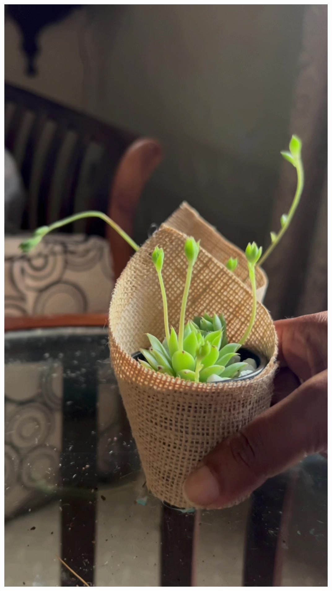 @Happy Plants