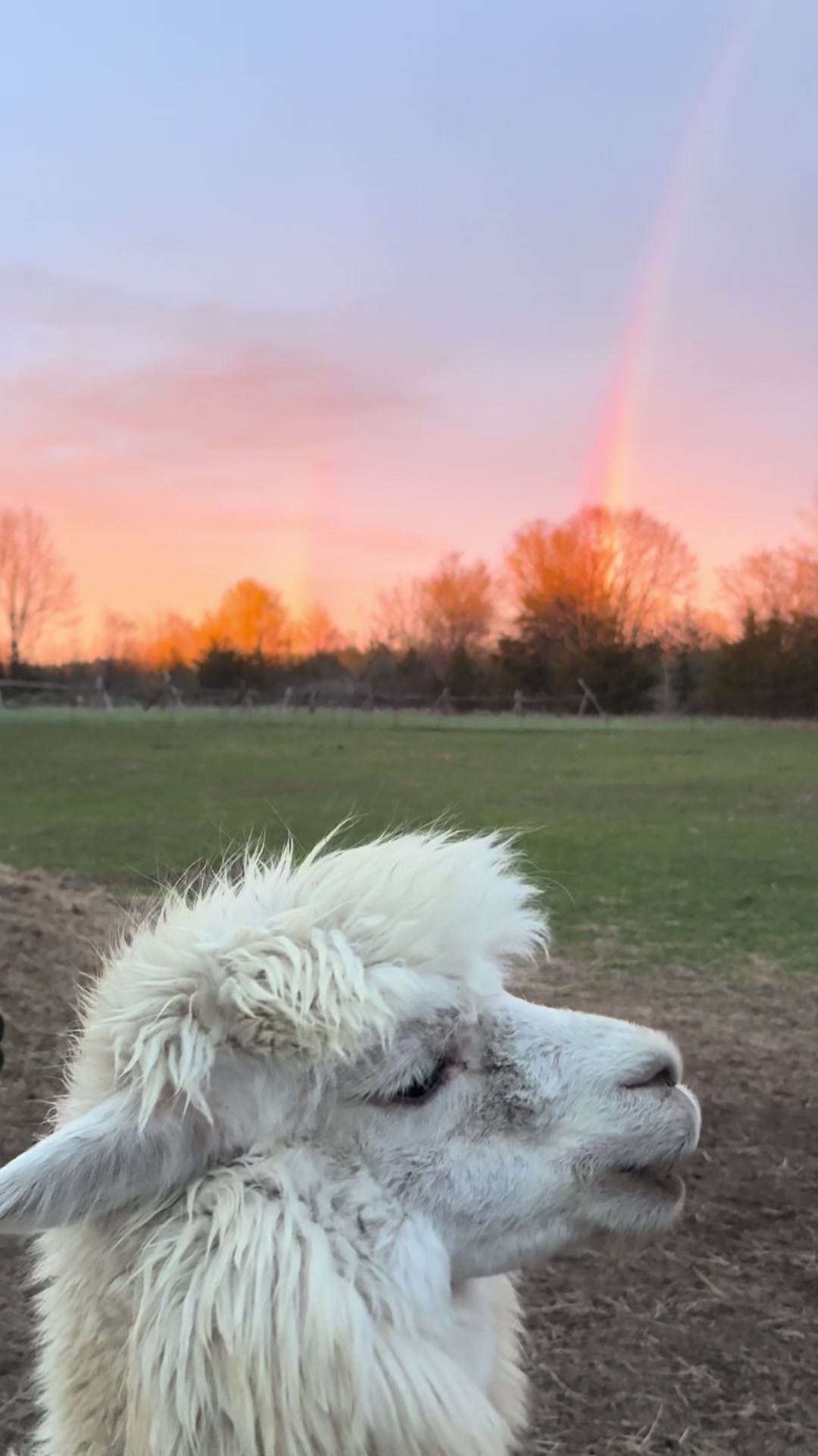 @Useless Farm