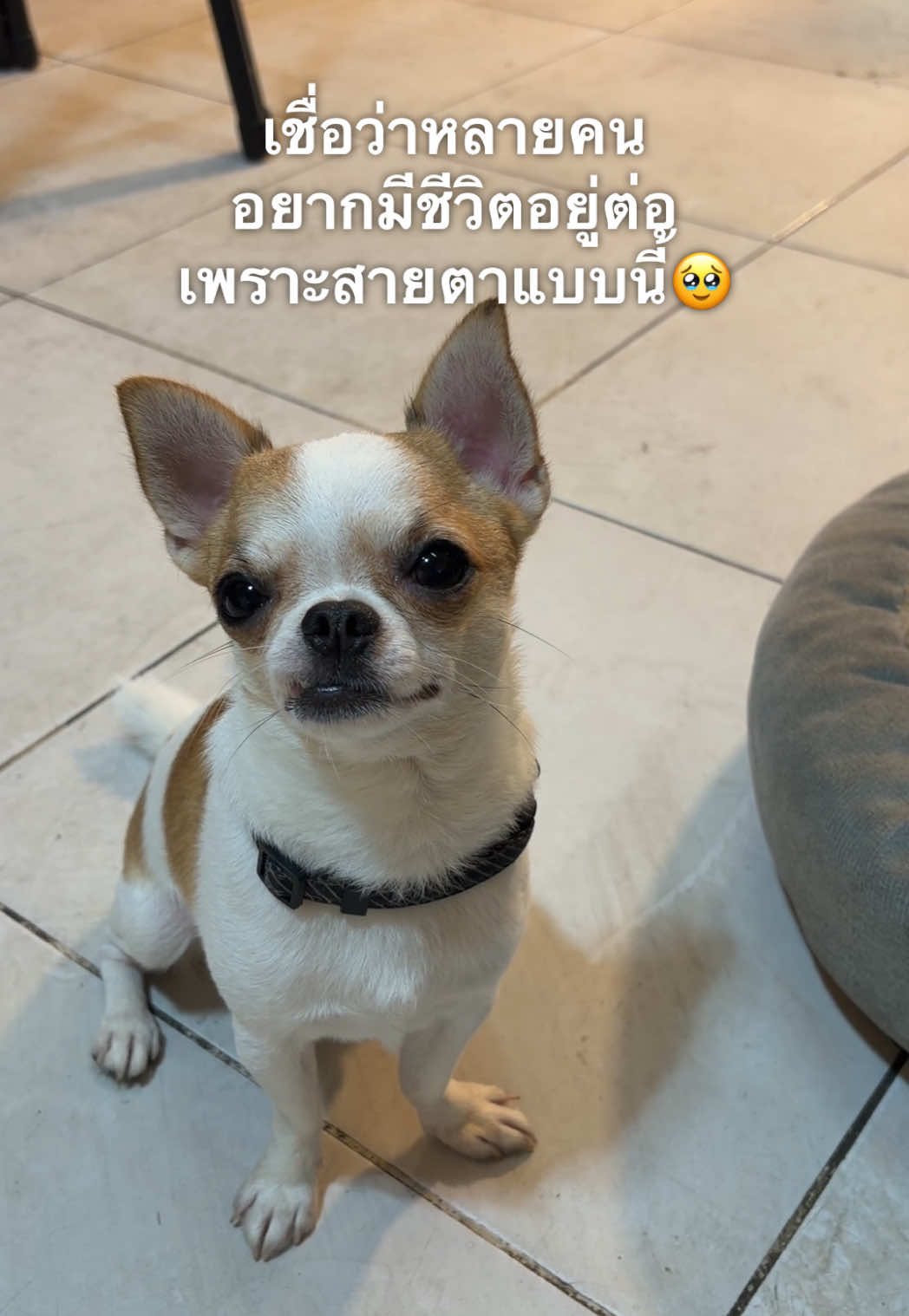 @บิ๊กบอสลูกมีน่า🐶