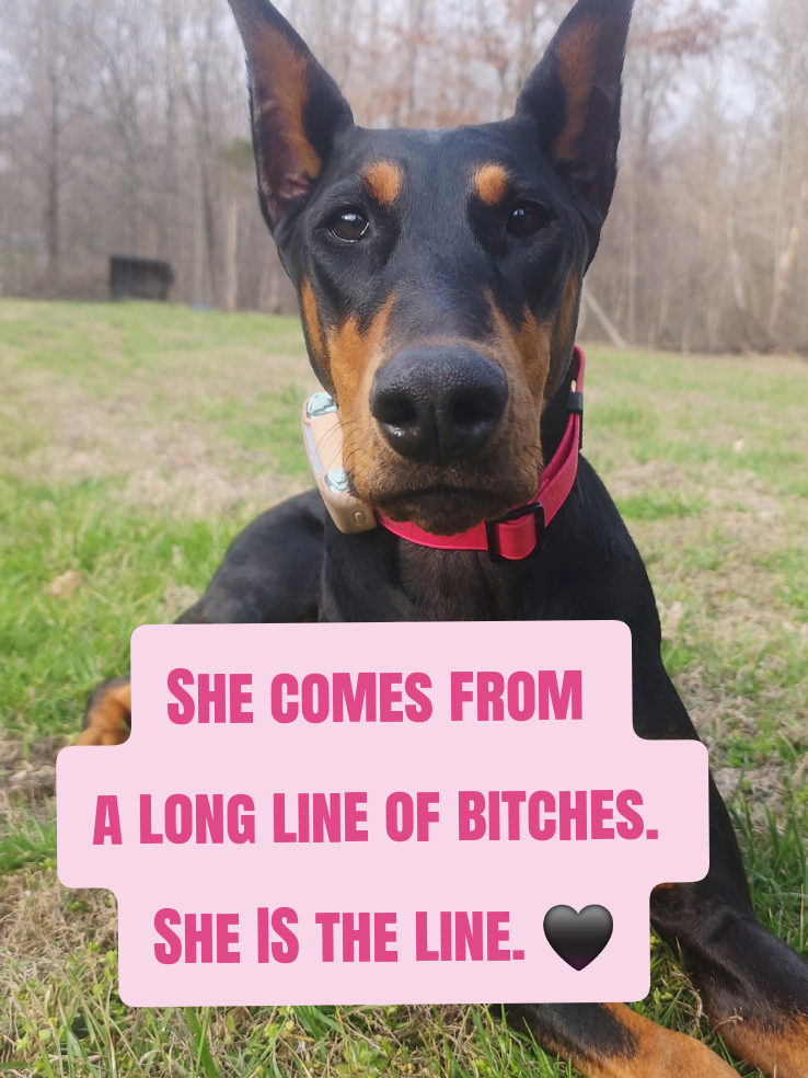 @Dobergoats Cash & Kaia
