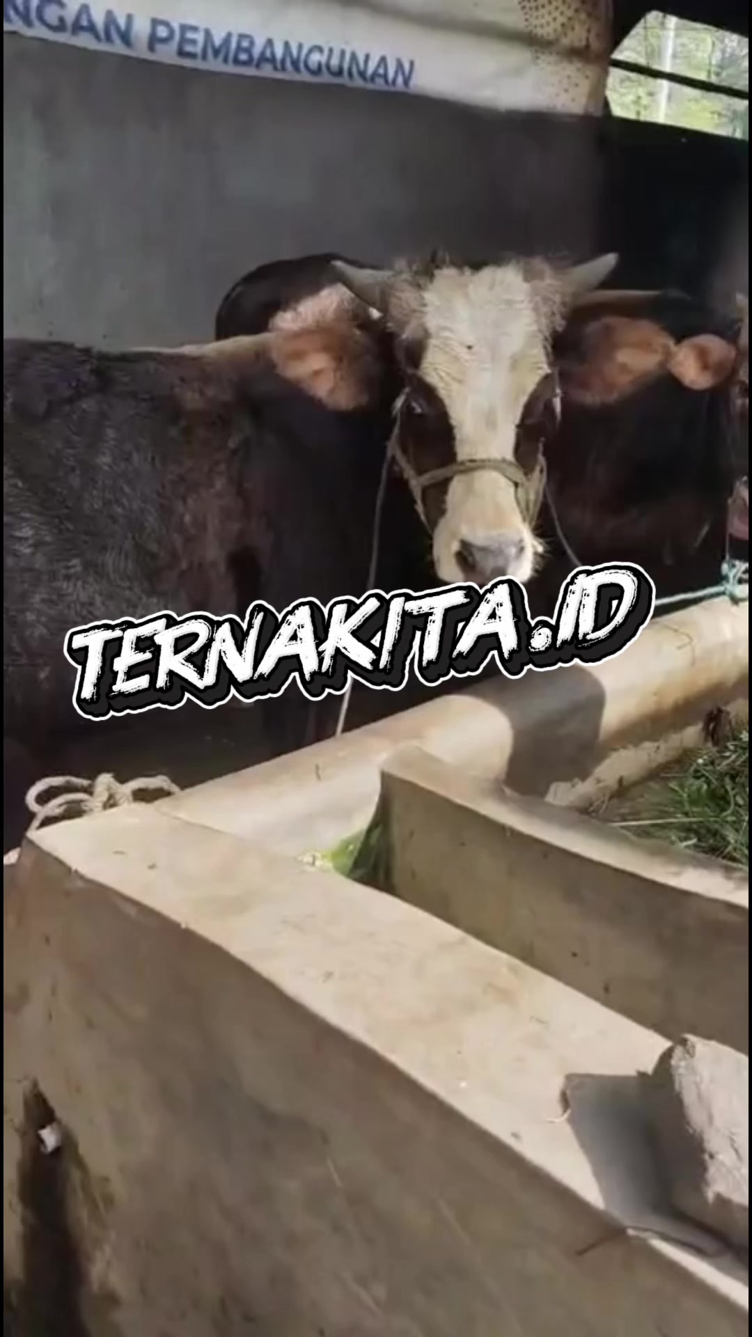@Ternakita.id