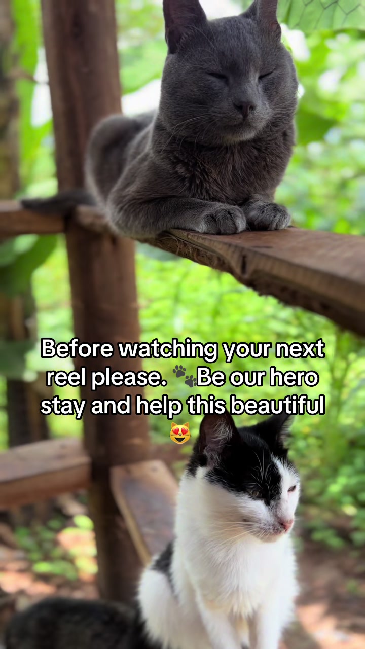 @Dad for all cats and dogs 🐶🐱