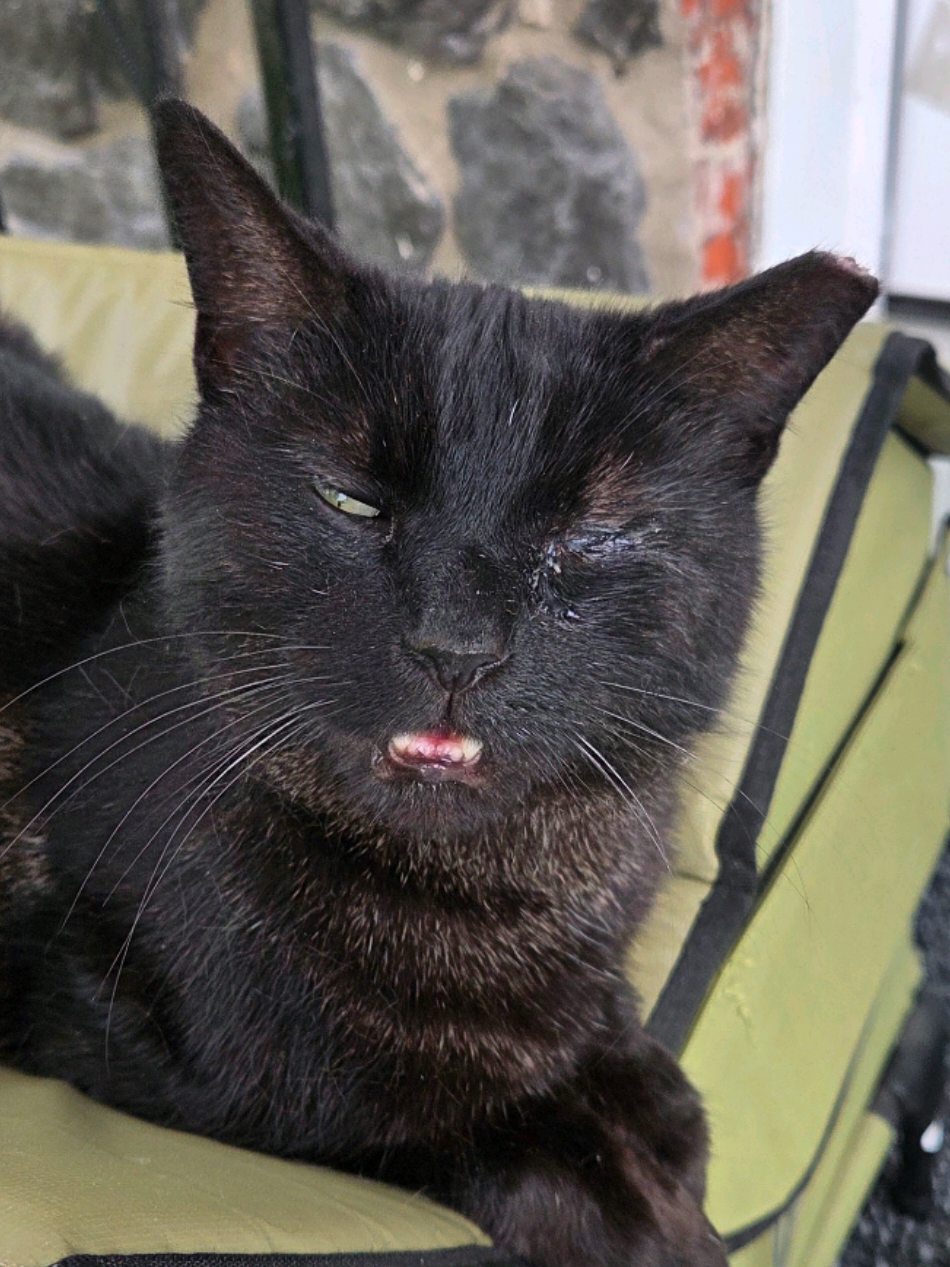 @Jelly's Feline Friends