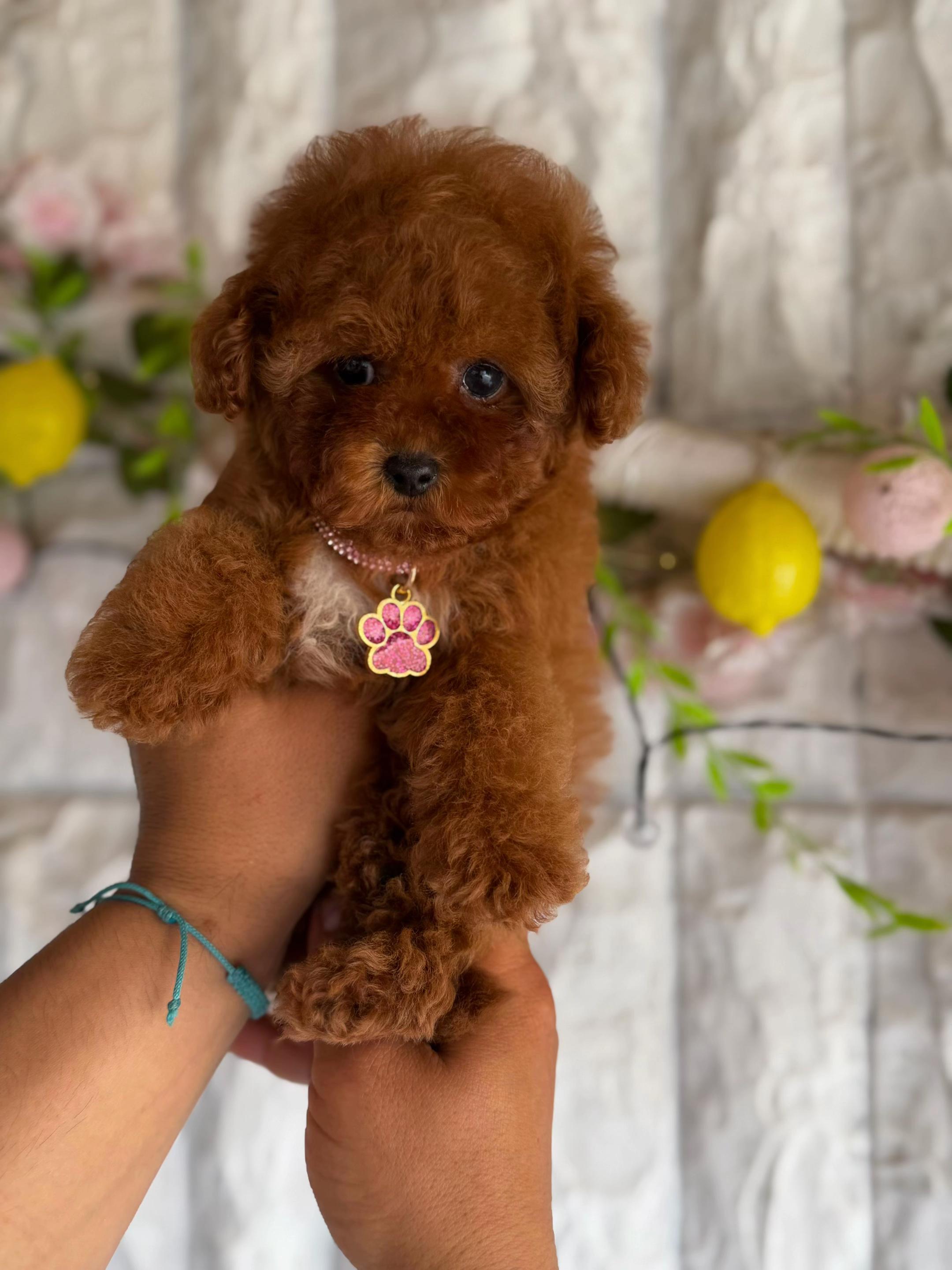 @RED_POODLE_KING