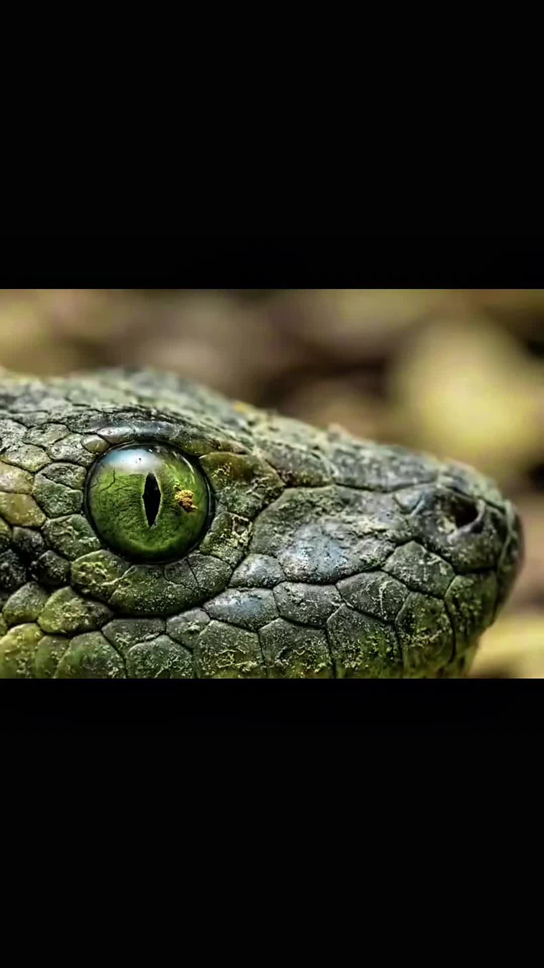 @Animal discovery
