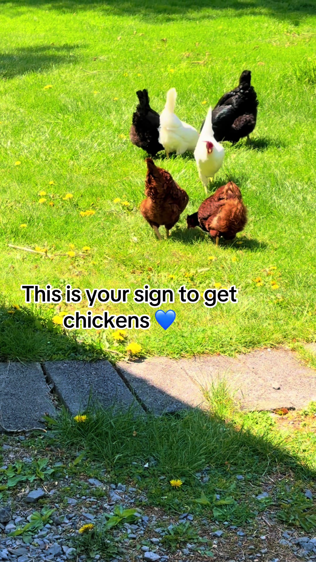 @Resistance Homesteaders