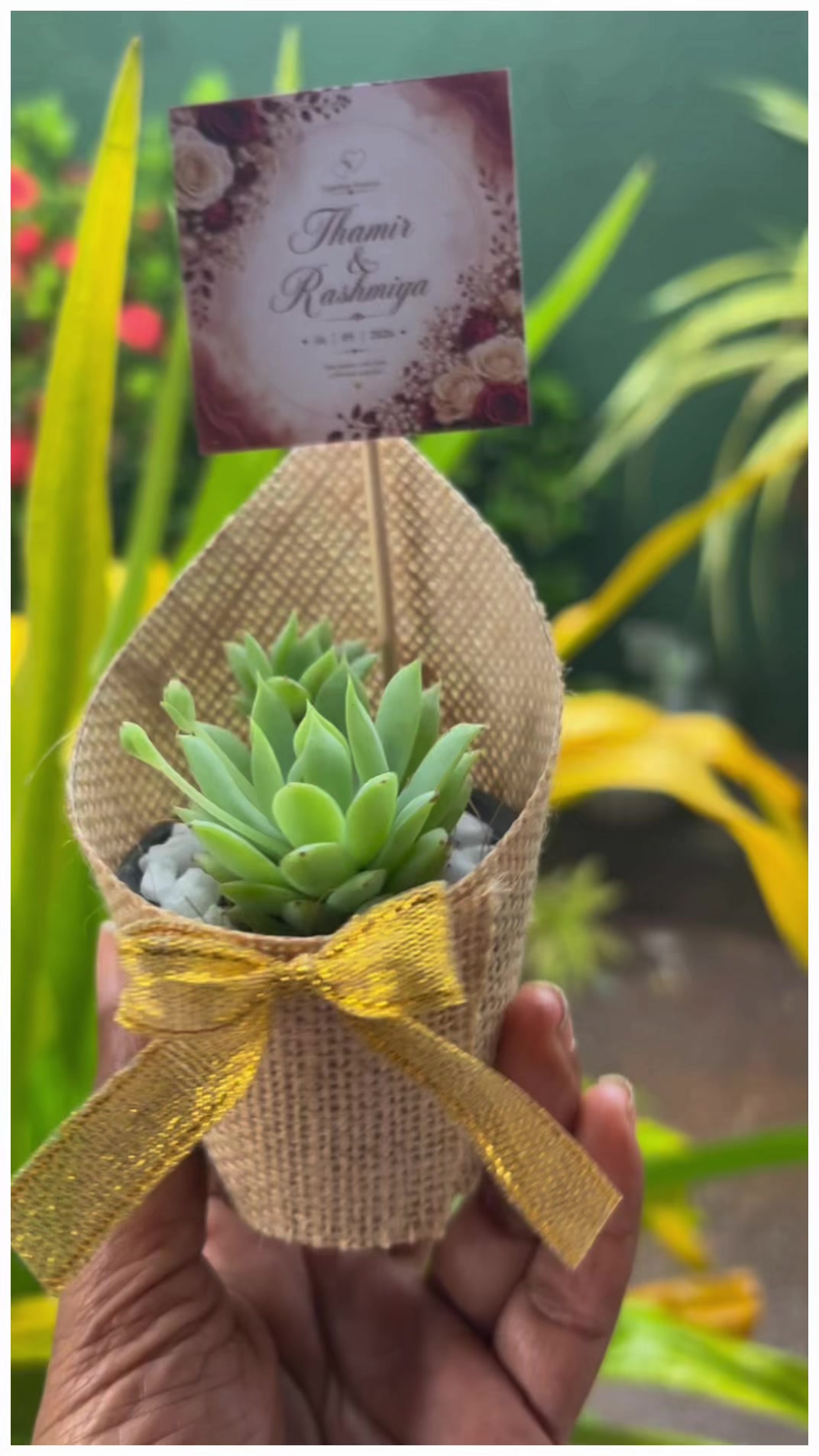 @Happy Plants
