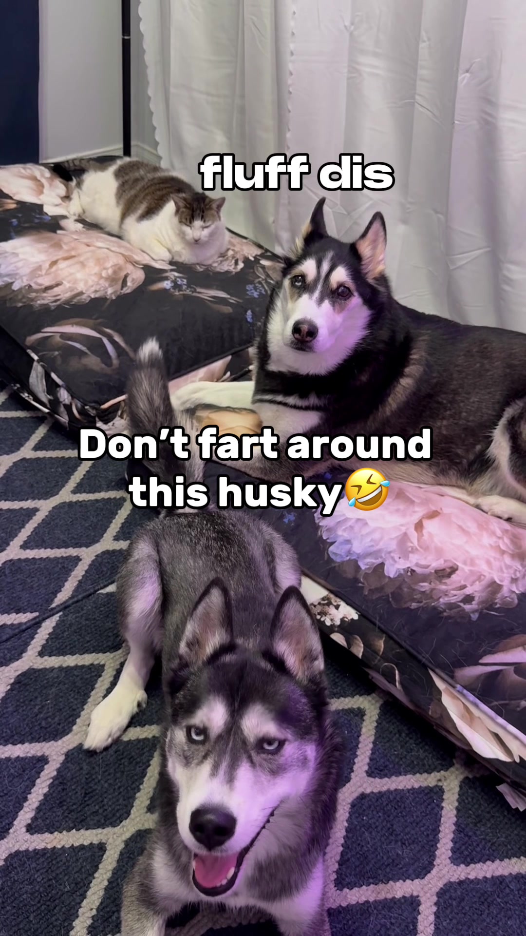 @Maya Husky 🐺